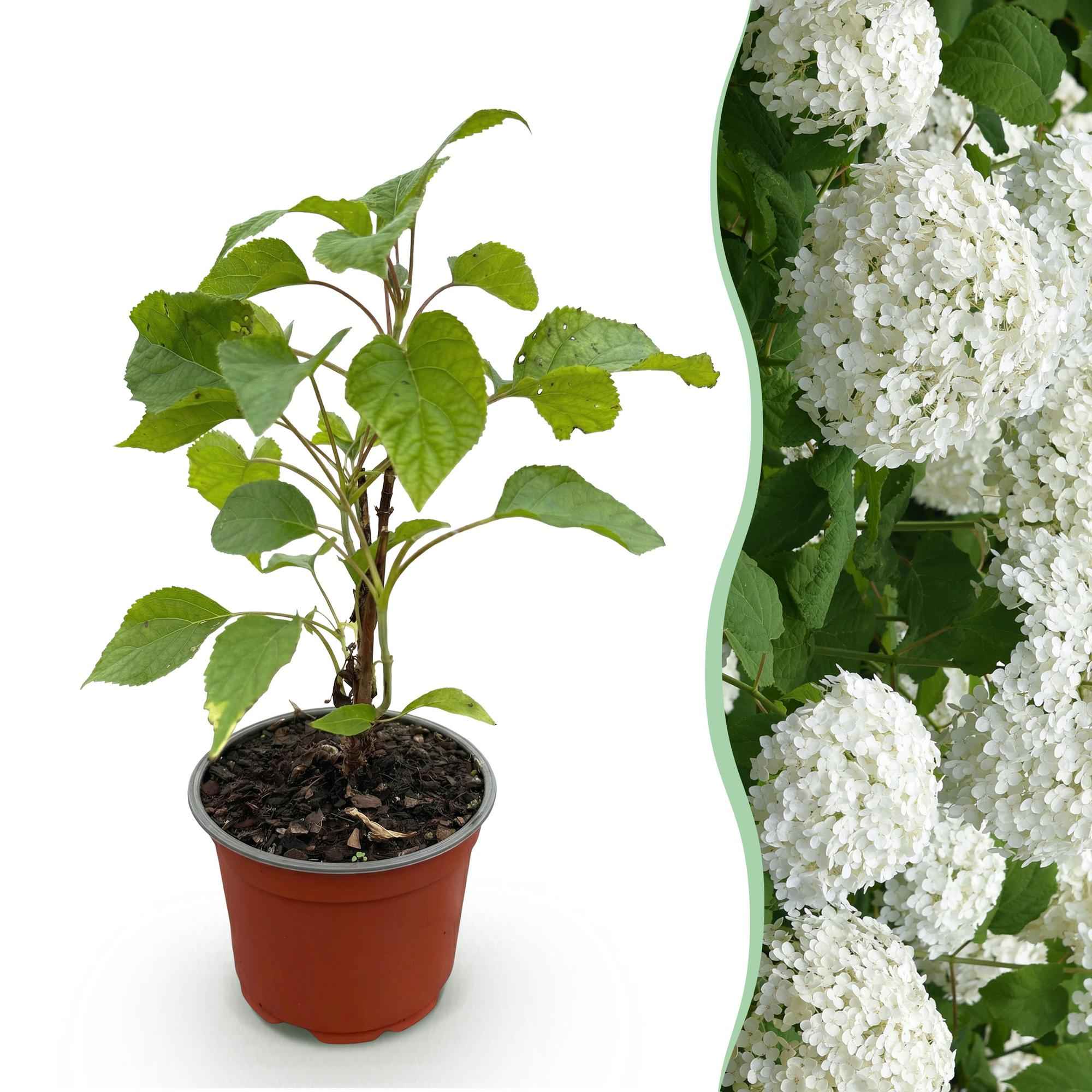 Image of Hortensie Hydrangea arborescens Annabelle winterhart weiß 20-30cm im 12cm Topf für Garten Beet Balkon Terrasse bienenfreundlich pflegeleicht-1