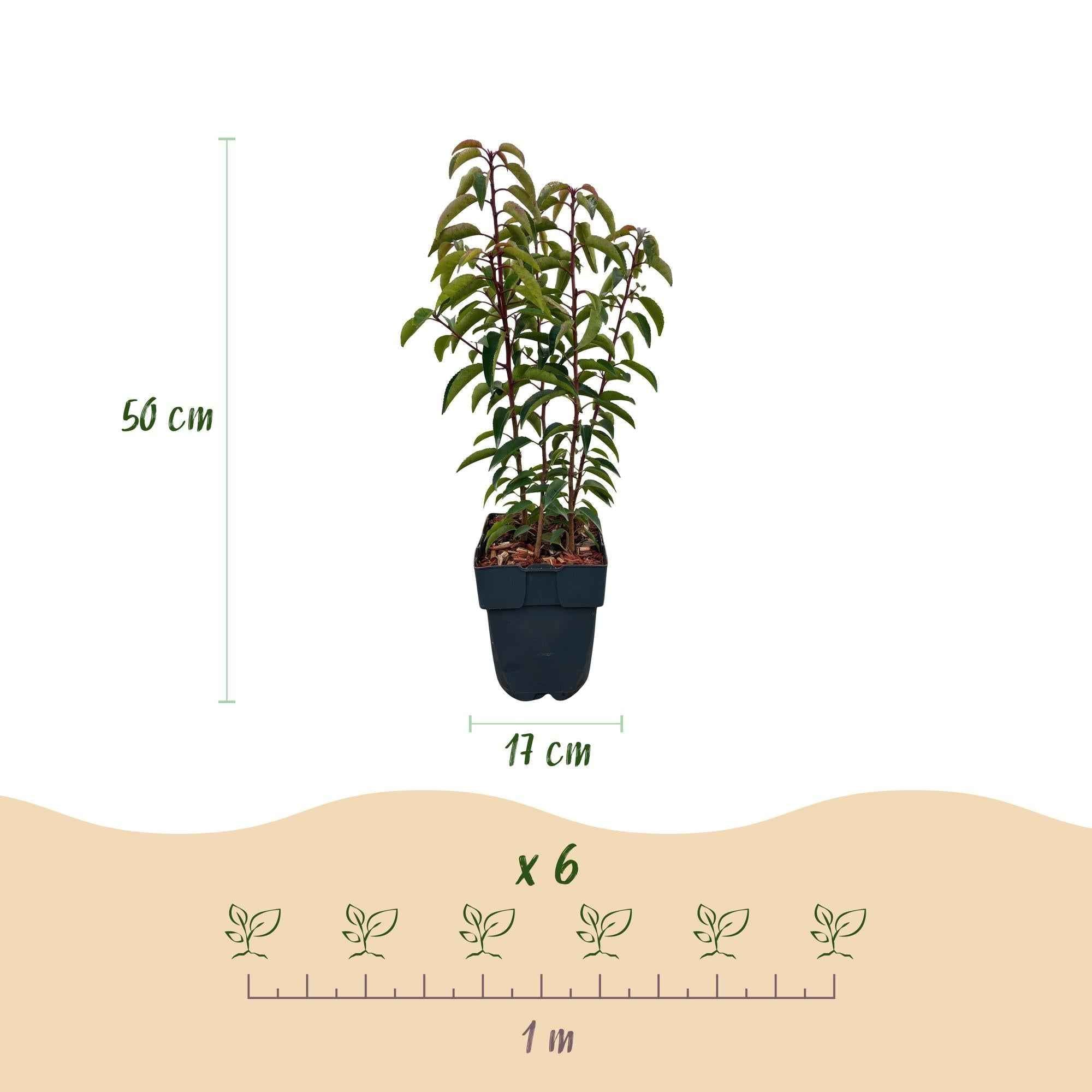Image of Chickasa – Pflaume – Prunus lusitanica Angustifolia – 6 Pflanzen – Heckenpflanze 1m – Immergrün – Blatt grün – 17cm – Höhe 50cm
