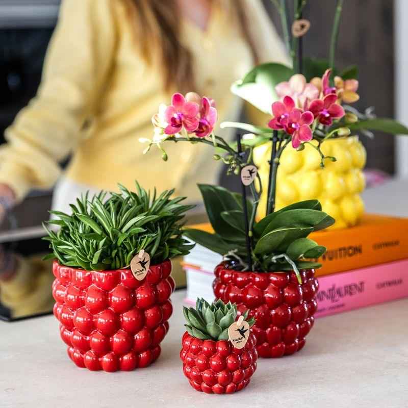 Image of Pflanzenset Rote Phalaenopsis – Orchidee Congo & Sukkulenten – Inklusive keramische Berry Ziertöpfe – Blühende Zimmerpflanzen – Frisch vom Züchter