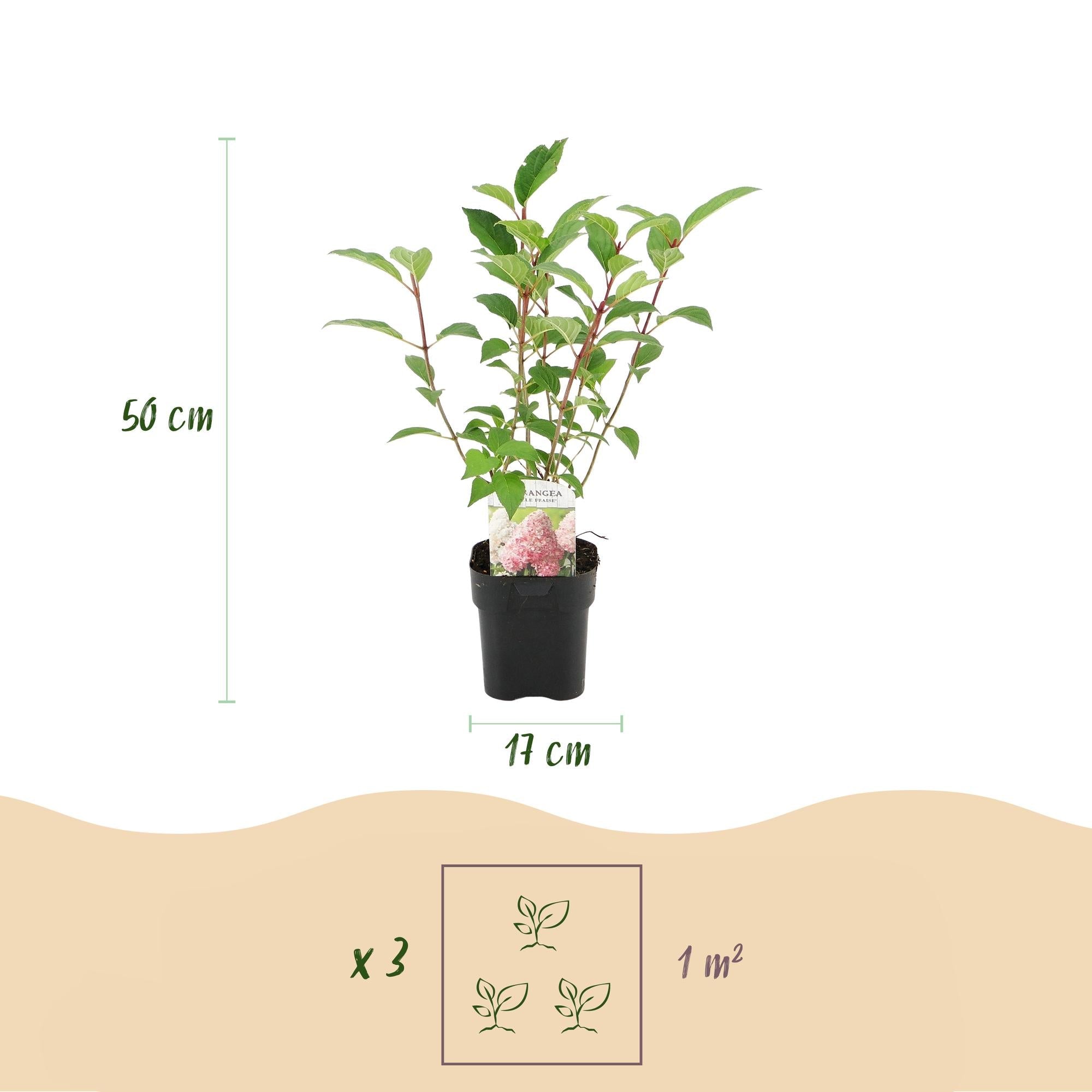 Image of Rispenhortensie – Hydrangea panniculata Vanille Fraise – Blüte Weiß-Rosa – 3 Pflanzen für 1m² – Laubabwerfend – Große Blüten – 17cm – Höhe ca. 50cm-4