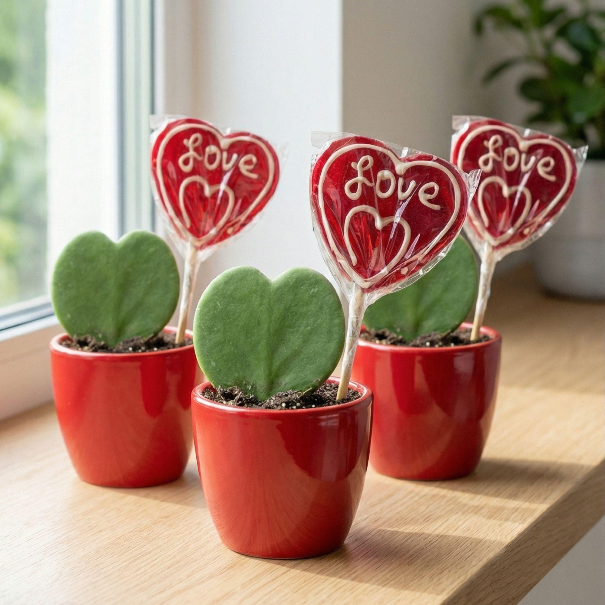 Image of Hoya Kerrii Sweetheart – Herzpflanze im roten Keramiktopf Ø6cm – Mini Geschenkset mit Lutscher – Pflegeleichte Zimmerpflanze-2