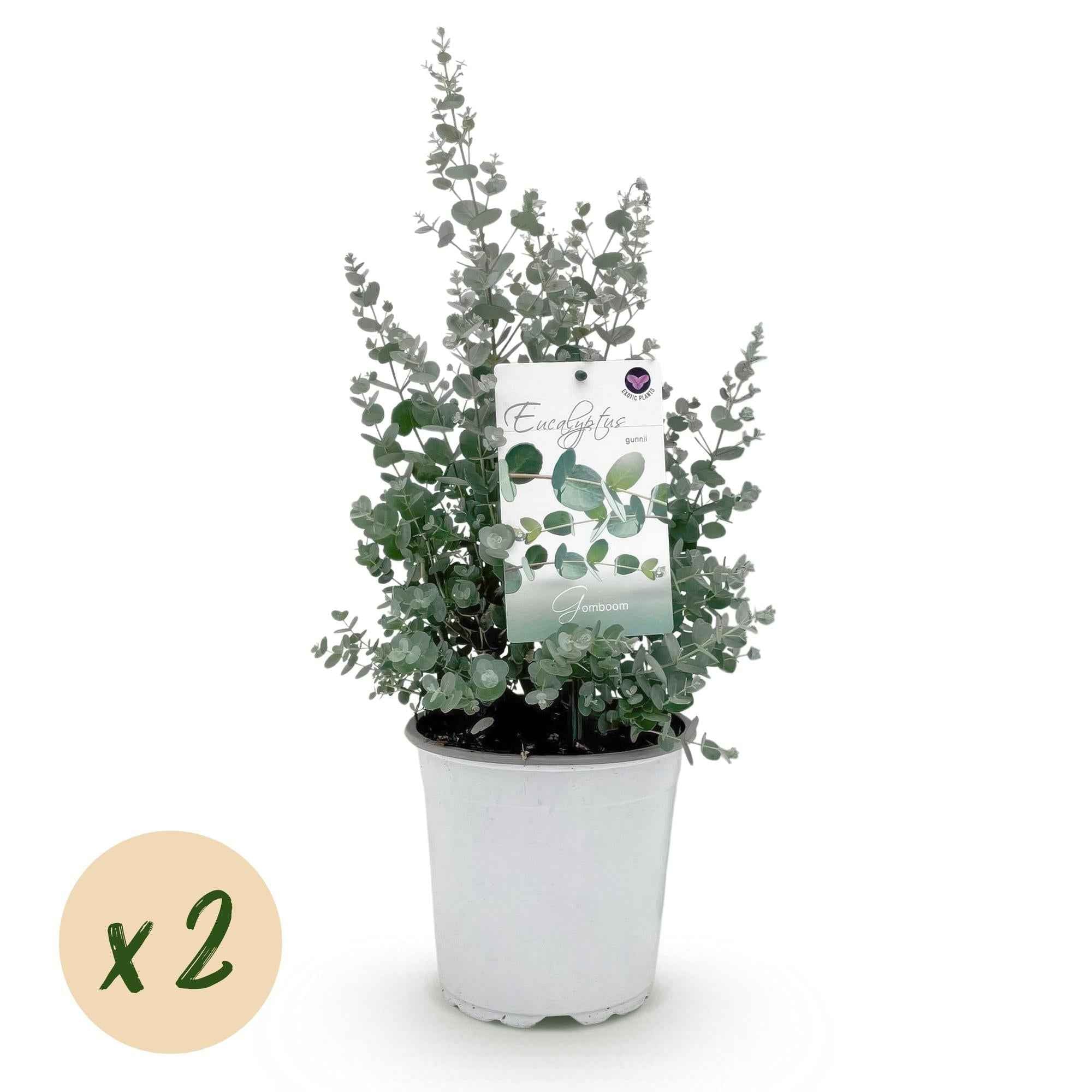 Image of Eukalyptusbaum Eucalyptus gunnii – 2 Pflanzen – Winterhart – Terrassenpflanze – Grau – Ø17cm, Höhe ca. 40cm – Duftende & pflegeleichte Garten-1