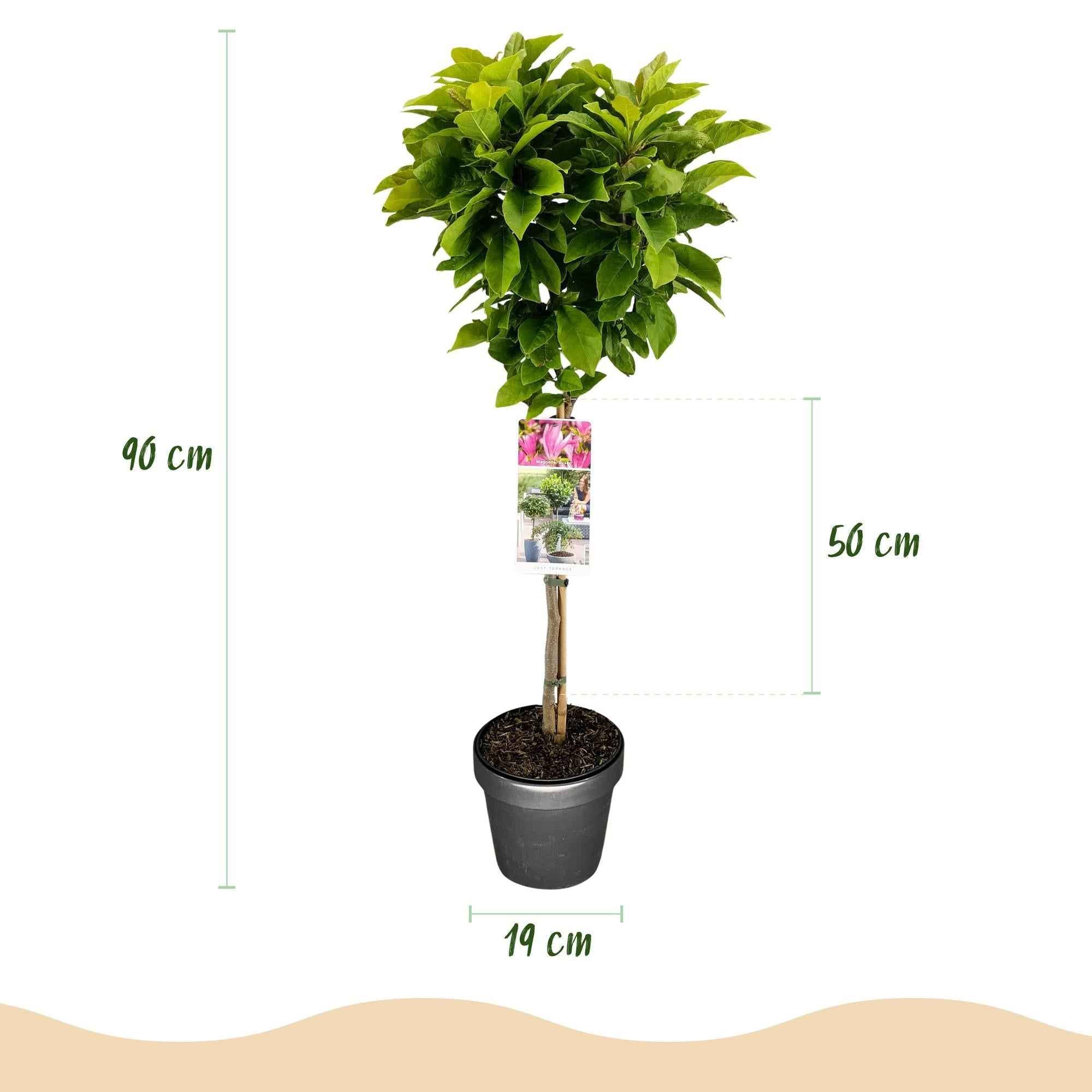 Image of Magnolie Magnolia Susan – 19cm Höhe ca.90cm – Rosa blühend & duftend – Laubabwerfend & winterhart – Zierbaum für Beet Balkon Terrasse-4
