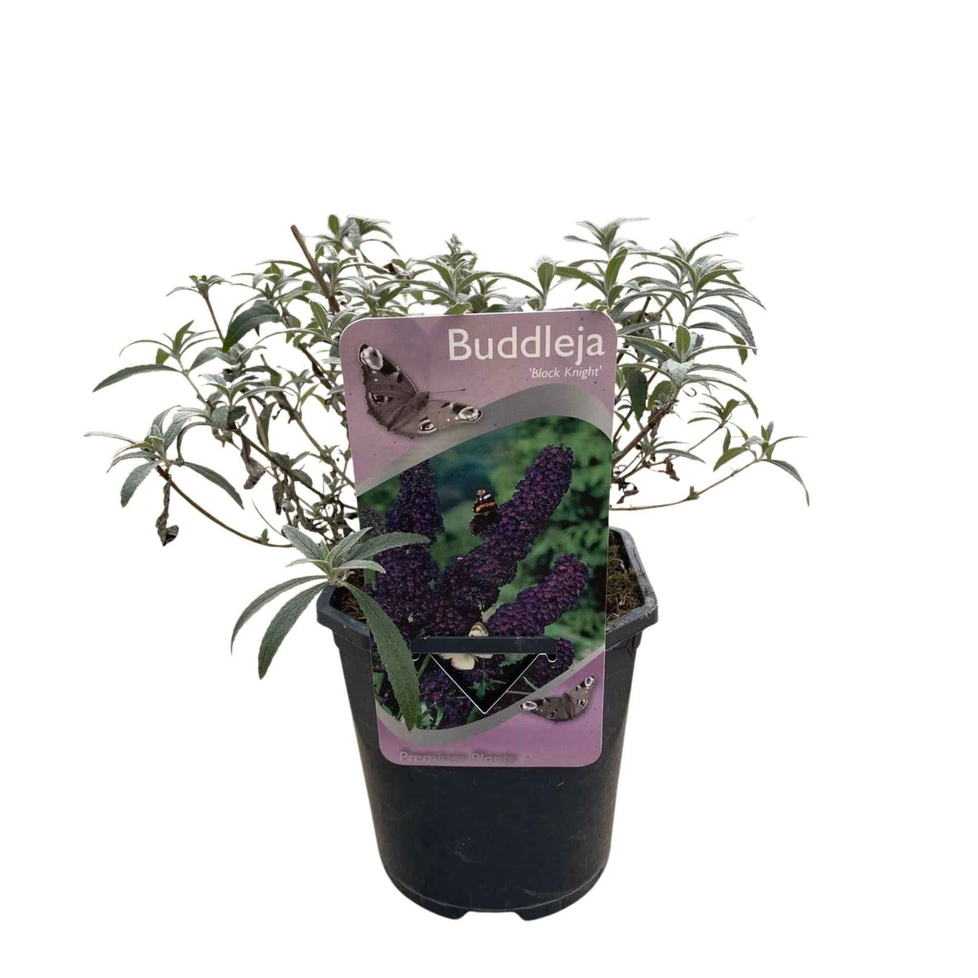 Image of Schmetterlingsstrauch Buddleja davidii Purple Emperor – Blüte Lila – Schmetterlingsanziehend – 17cm Höhe 25cm – Pflegeleicht & Sonnentolerant-2