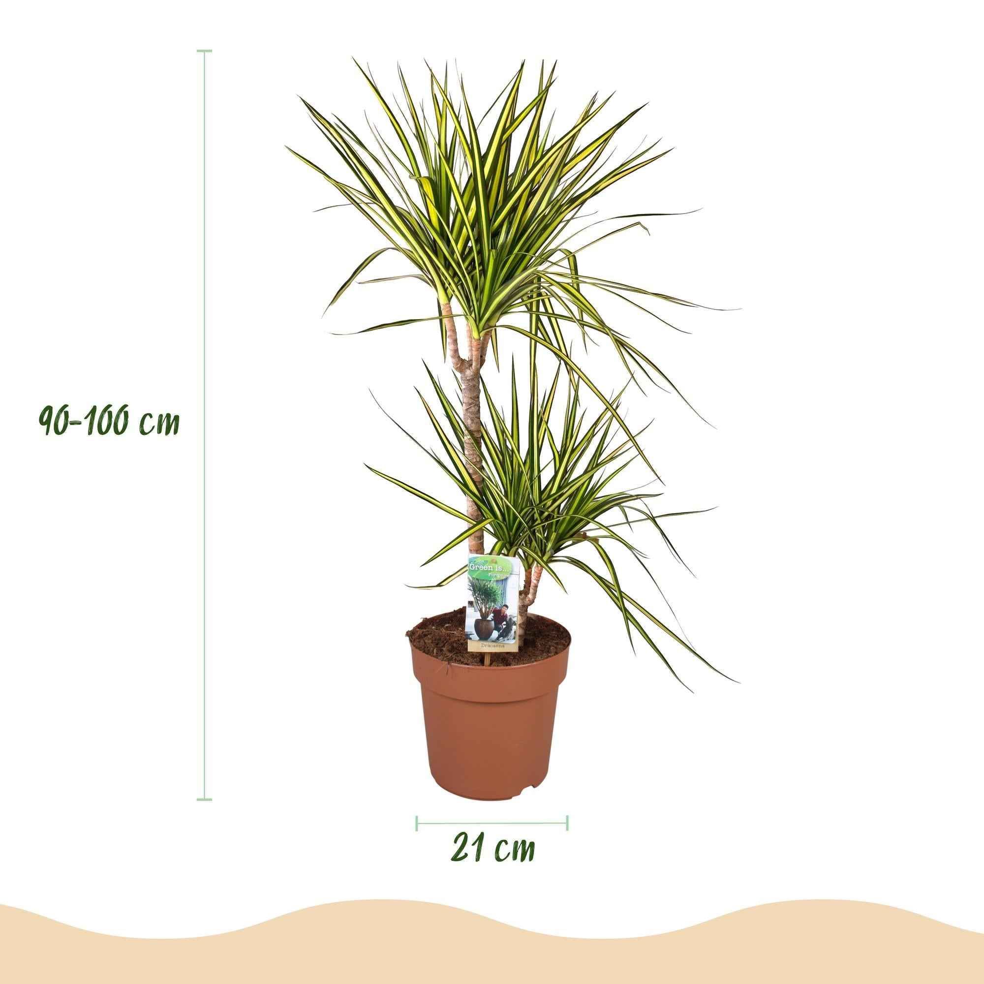 Image of Dracaena Sunray – 90-100cm – 21cm – Pflegeleichter Drachenbaum in Grün – Gelb – Farbenfrohe Zimmerpflanze für Wohnzimmer, Büro & Eingangsbereich-2