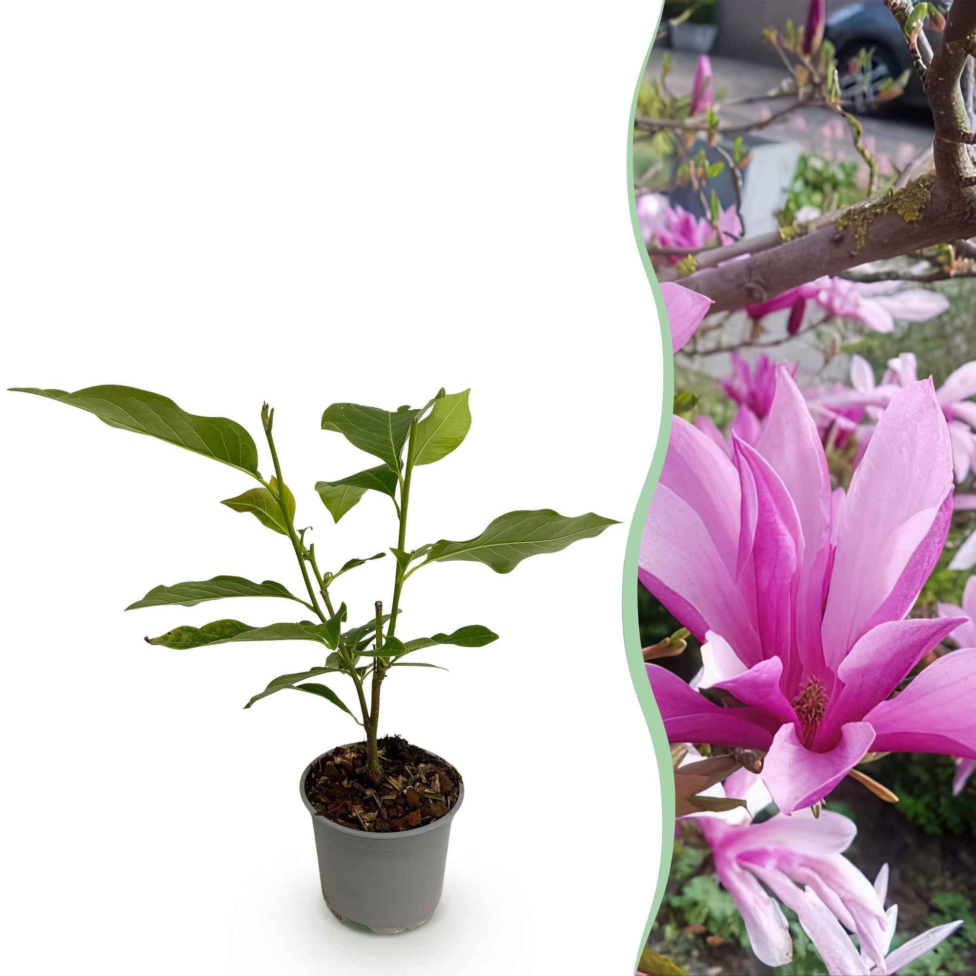 Image of Magnolia Susan – 12cm – Höhe ca. 30cm – Laubabwerfende Magnolie mit tief lilafarbenen duftenden Frühjahrsblüten