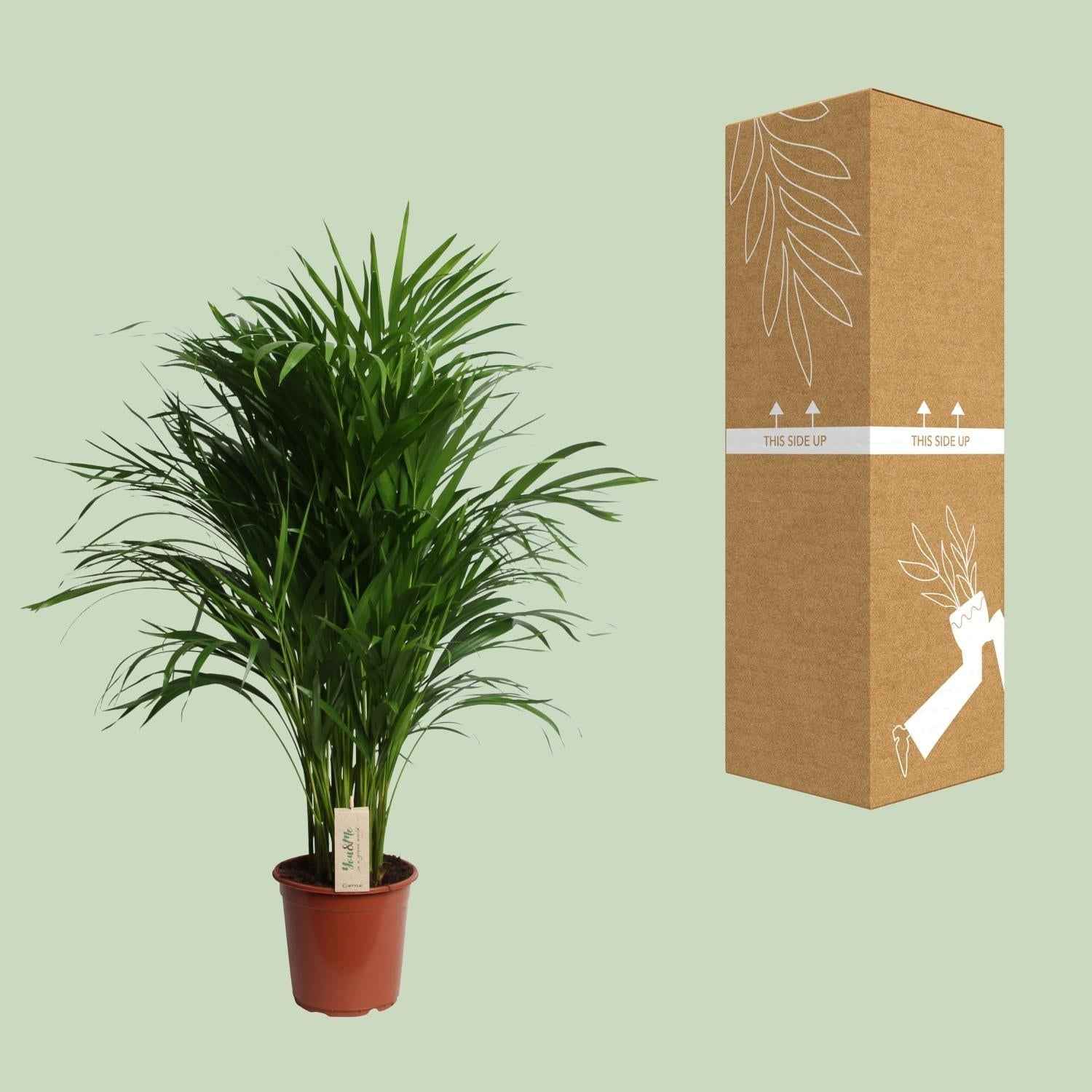 Image of Dypsis Lutescens – Areca Palme – Höhe ca. 100cm – Ø21cm – Elegante Zimmerpalme mit gefiederten Blättern – Luftreinigende & pflegeleichte Grünpflanze für Wohnzimmer, Büro & Wintergarten