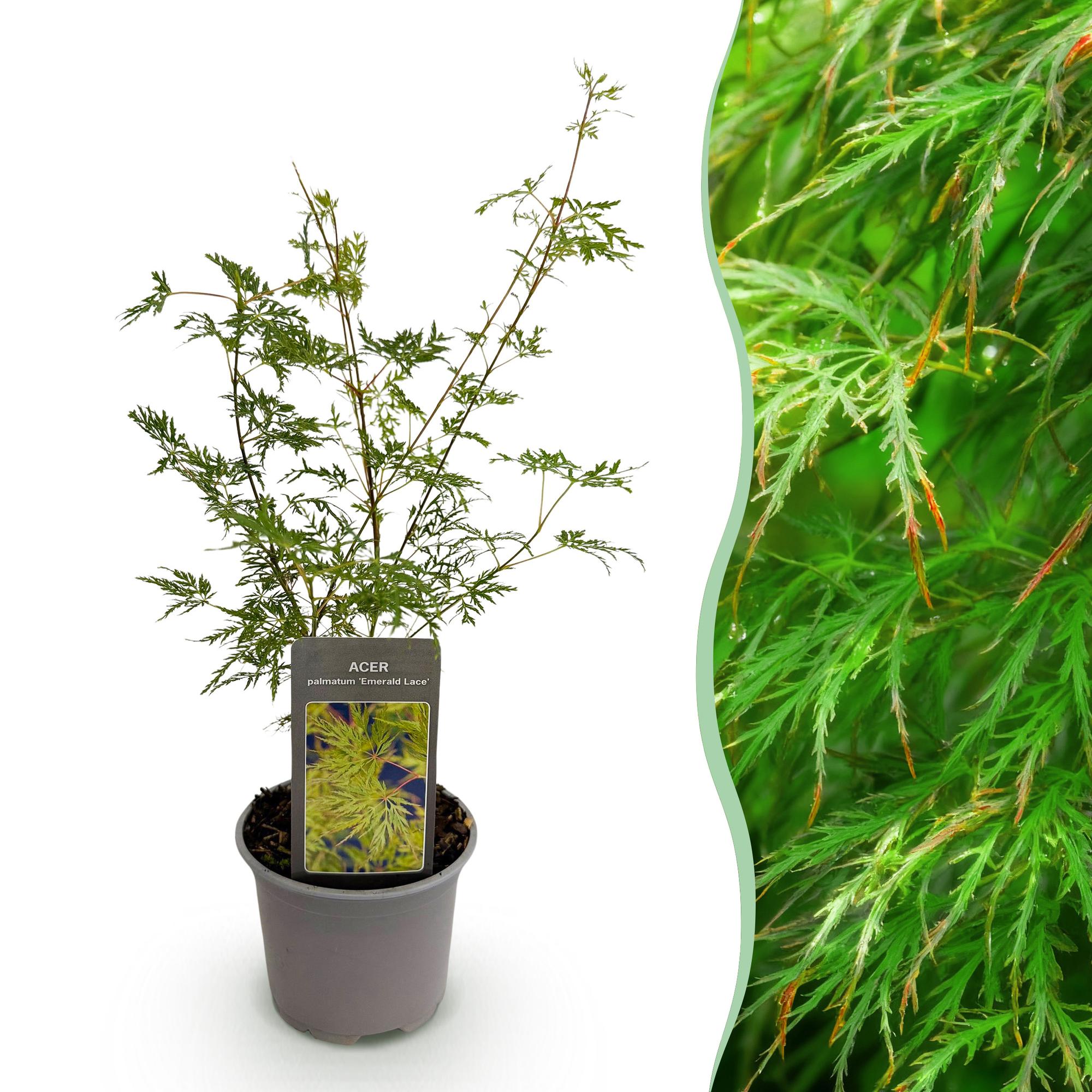 Image of Ahorn Acer palmatum Emerald Lace – 12cm Höhe ca.35cm – Fein gefiedertes grünes Laub & elegante Struktur – Laubabwerfend & pflegeleicht-0
