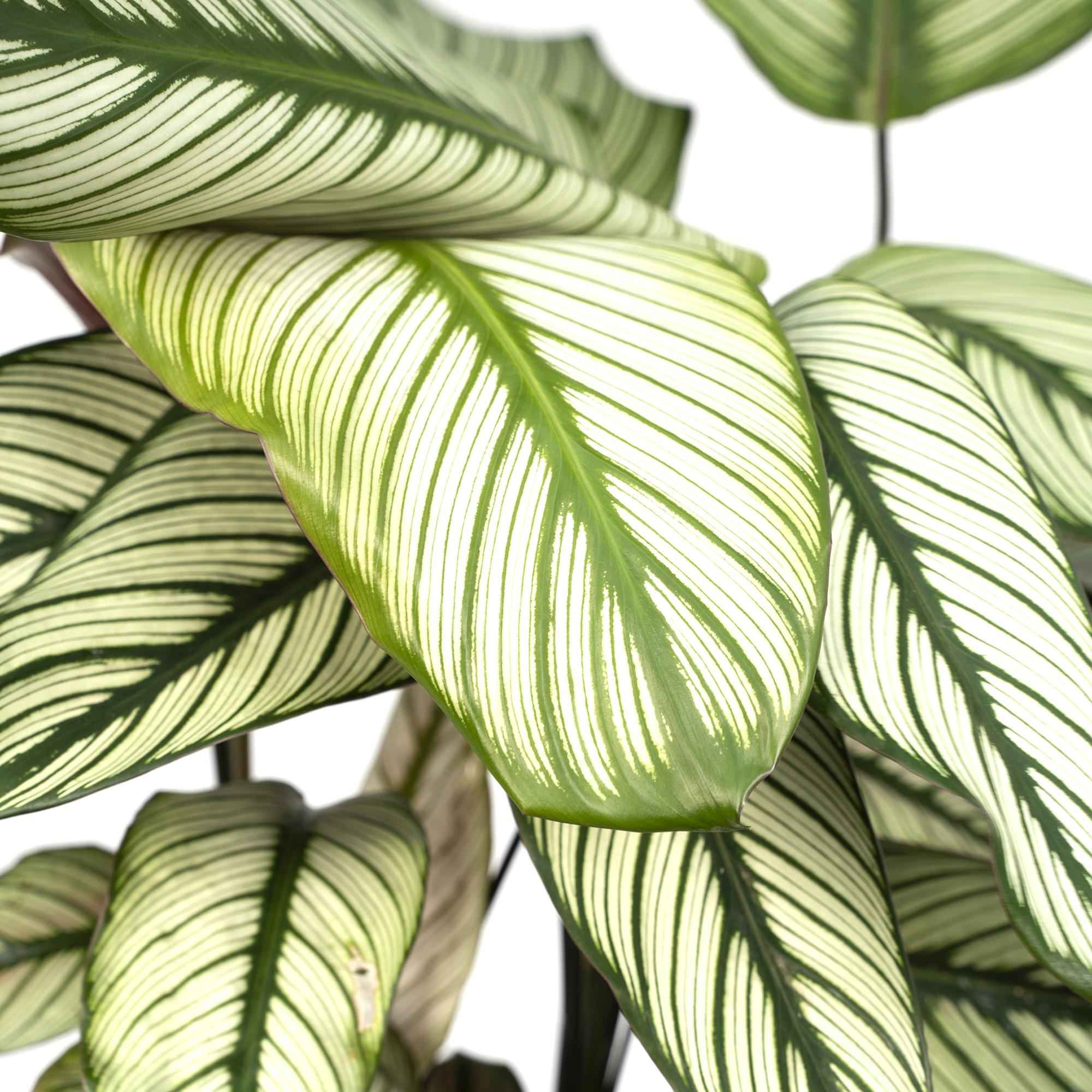 Image of Calathea Whitestar – Ø19cm x H50cm – Tropische Zimmerpflanze mit lebendigem Blattspiel – Luftreinigend & pflegeleicht – Im Pflanztopf