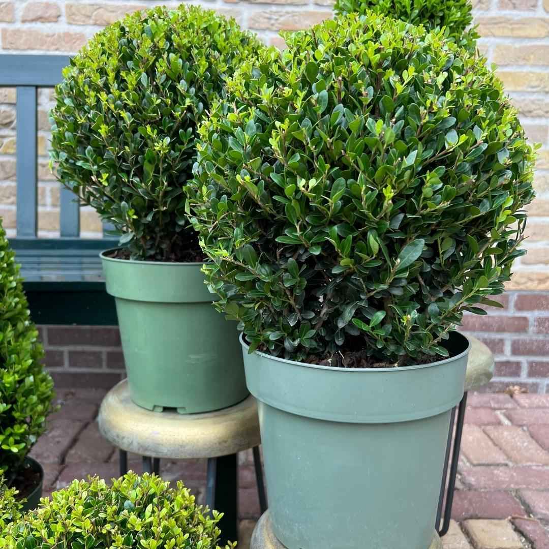 Image of Ilex crenata 'Jenny' – Stechpalme Kugeln – Ø25cm – 2 Pflanzen – Buchsbaum – Alternative – Pflegeleichte & Winterharte Gartenpflanzen