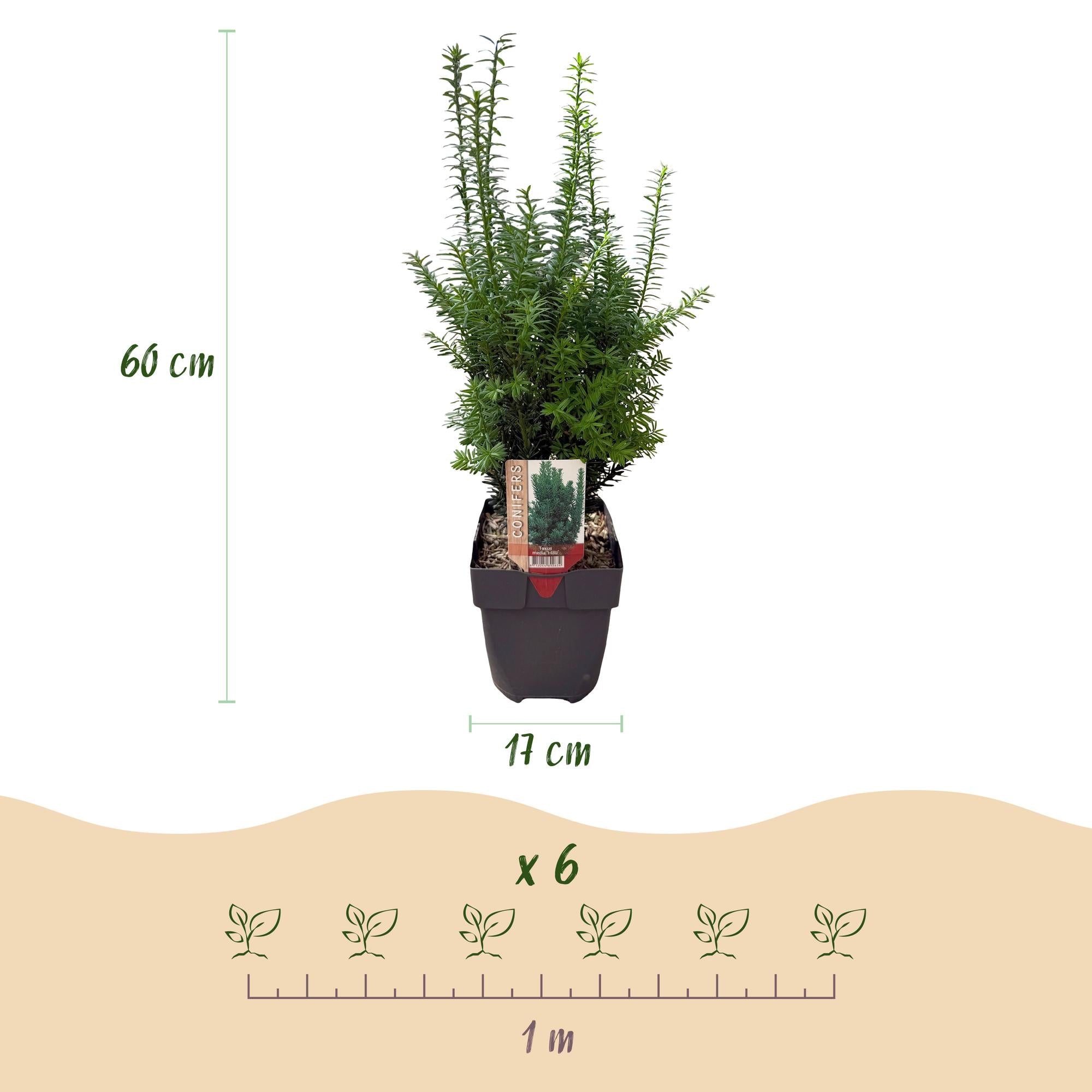 Image of Taxus media Hillii – 6 Pflanzen für 1 Meter Hecke – Immergrün & winterhart – Eibe für dichte, schnittfeste Hecken – Ø17cm – Höhe ca. 60cm-2