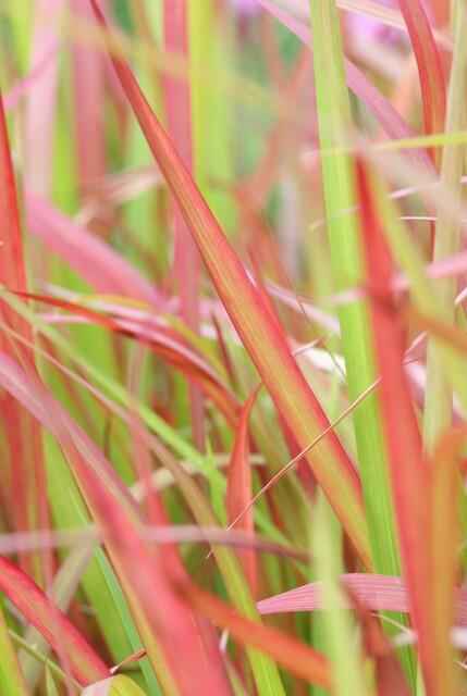 Image of Japanisches Blutgras Imperata cylindrica 'Red Baron' – ↕10-25cm – Ø9cm – 6 Pflanzen – Winterhartes Ziergras mit roten Blattspitzen