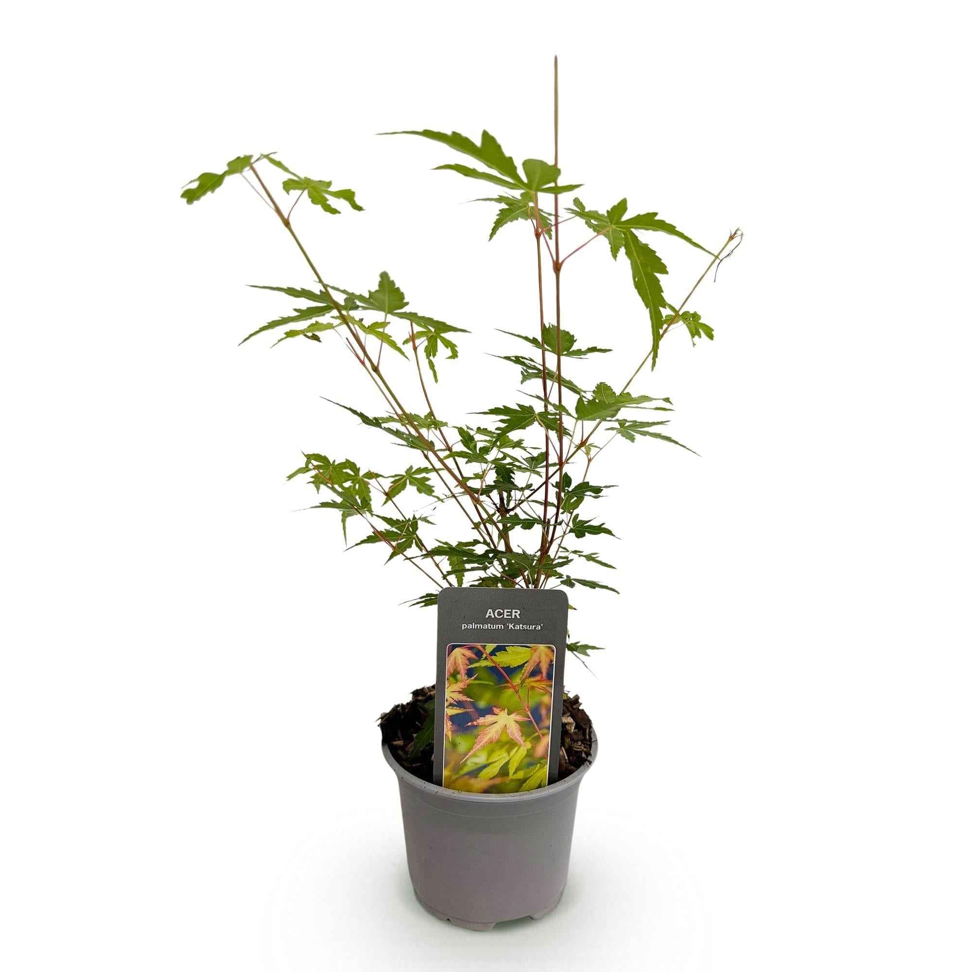 Image of Ahorn Acer palmatum Sangokaku – 12cm – Höhe ca. 35cm – Hellgrünes Laub & goldene Herbstfärbung – Laubabwerfender pflegeleichter Zierstrauch-1