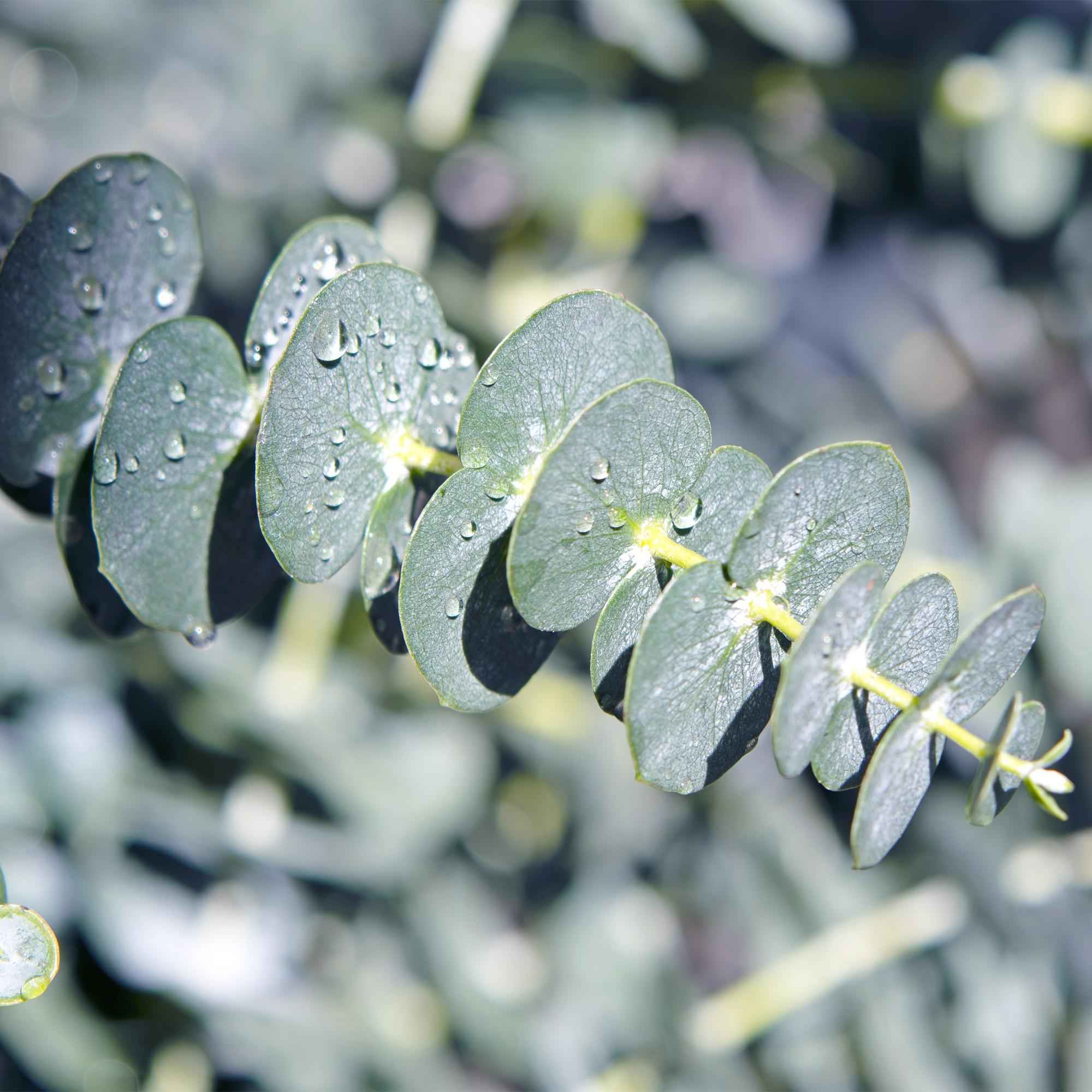 Image of Eukalyptusbaum Eucalyptus gunnii – 2 Pflanzen – Winterhart – Topf Ø14cm, Höhe ca. 30cm – Duftende Terrassenpflanze – Blaugrüne Blätter