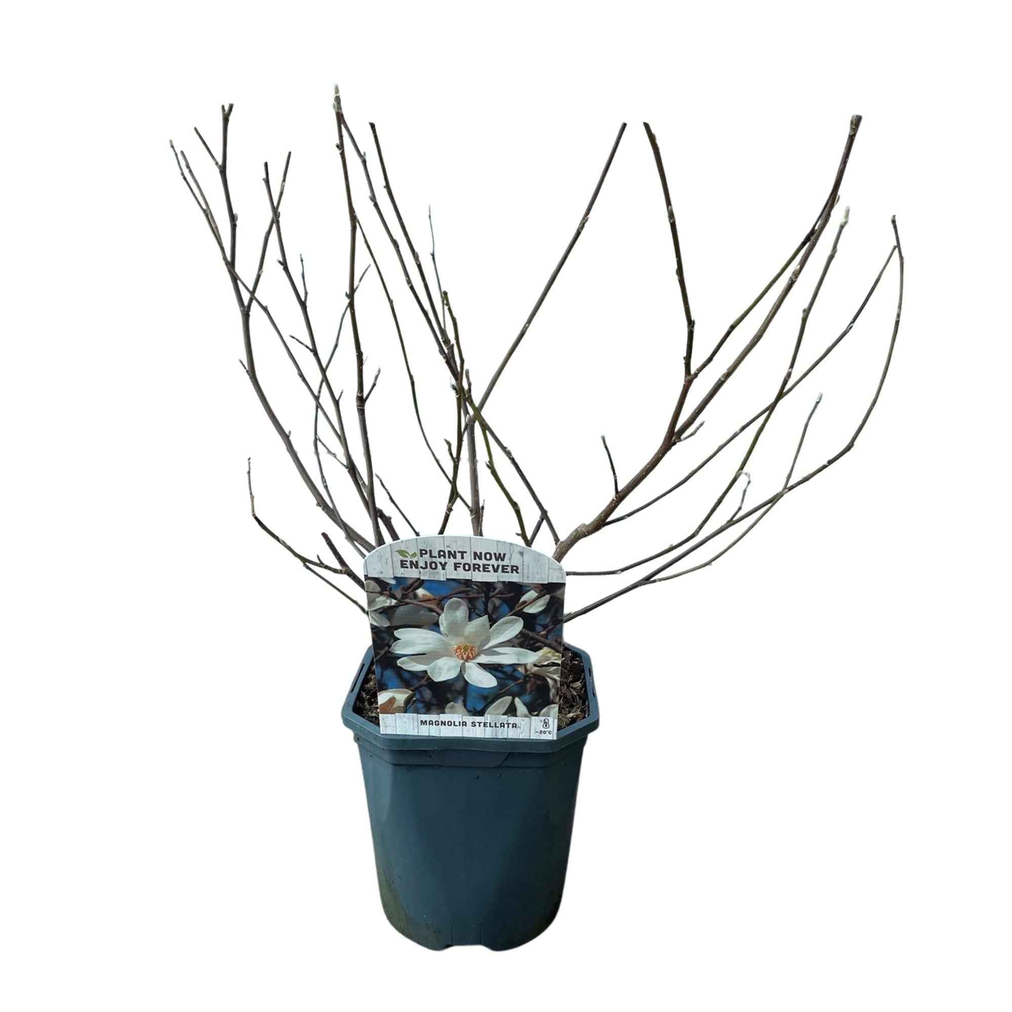 Image of Stern – Magnolie Magnolia Stellata – Strauch – Blüte Weiß – Laubabwerfend – Frühjahrsblüher – Pflegeleicht – 17cm Höhe 45cm – Für Garten & Terrass-2