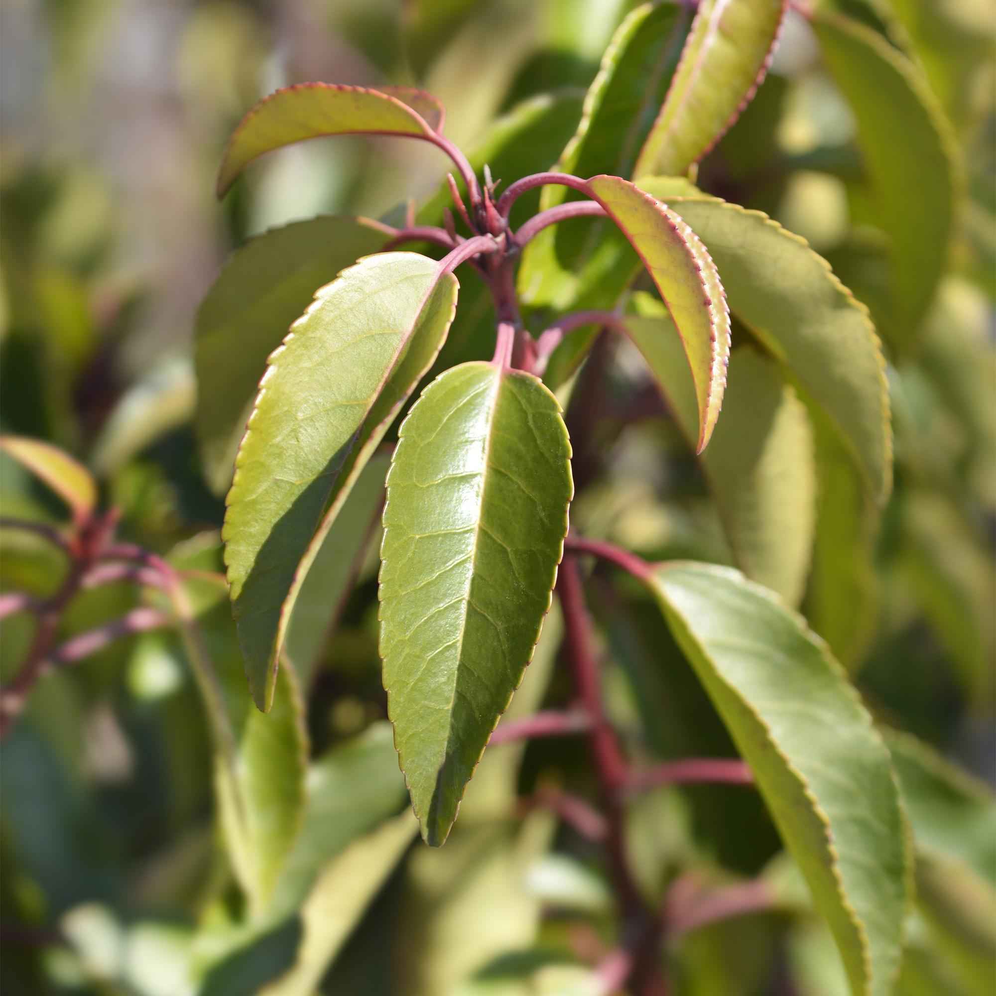 Image of Prunus lusitanica Angustifolia – Chickasa – Pflaume – Immergrüne Heckenpflanze – Blatt Grün – 9cm x H30-35cm – pflegeleicht – 8 Pflanzen-4