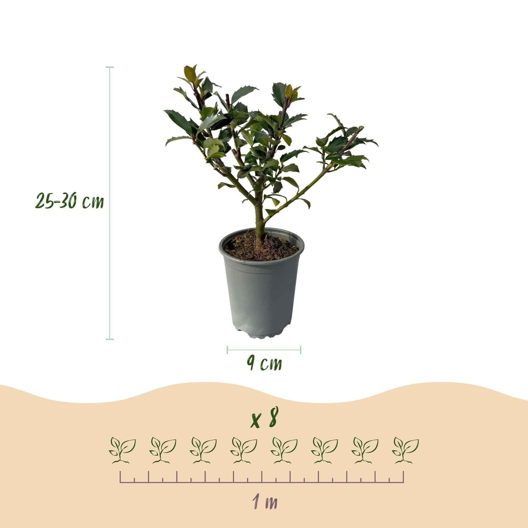 Image of Stechpalme – Ilex meserveae Blue Maid – Heckenpflanze – Blatt grün – 8 Pflanzen – 1 laufender Meter – immergrün – 9cm Höhe 25-30cm-2