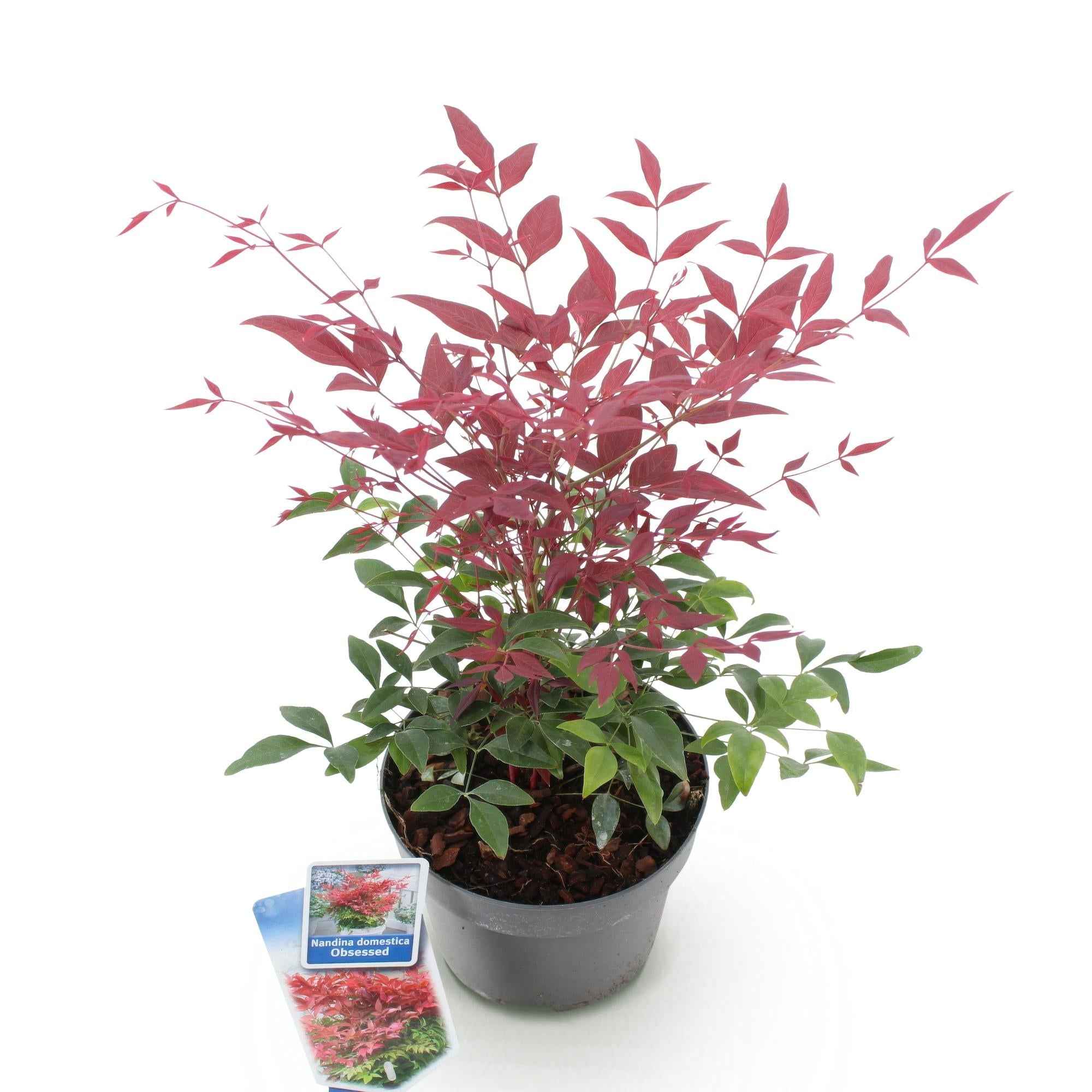 Image of Heiliger Bambus Nandina Obsessed – 17cm Höhe ca.45cm – Immergrün & farbintensiv – Rotes Laub für Beet Balkon Terrasse – Pflegeleichter Zierstrauch-1