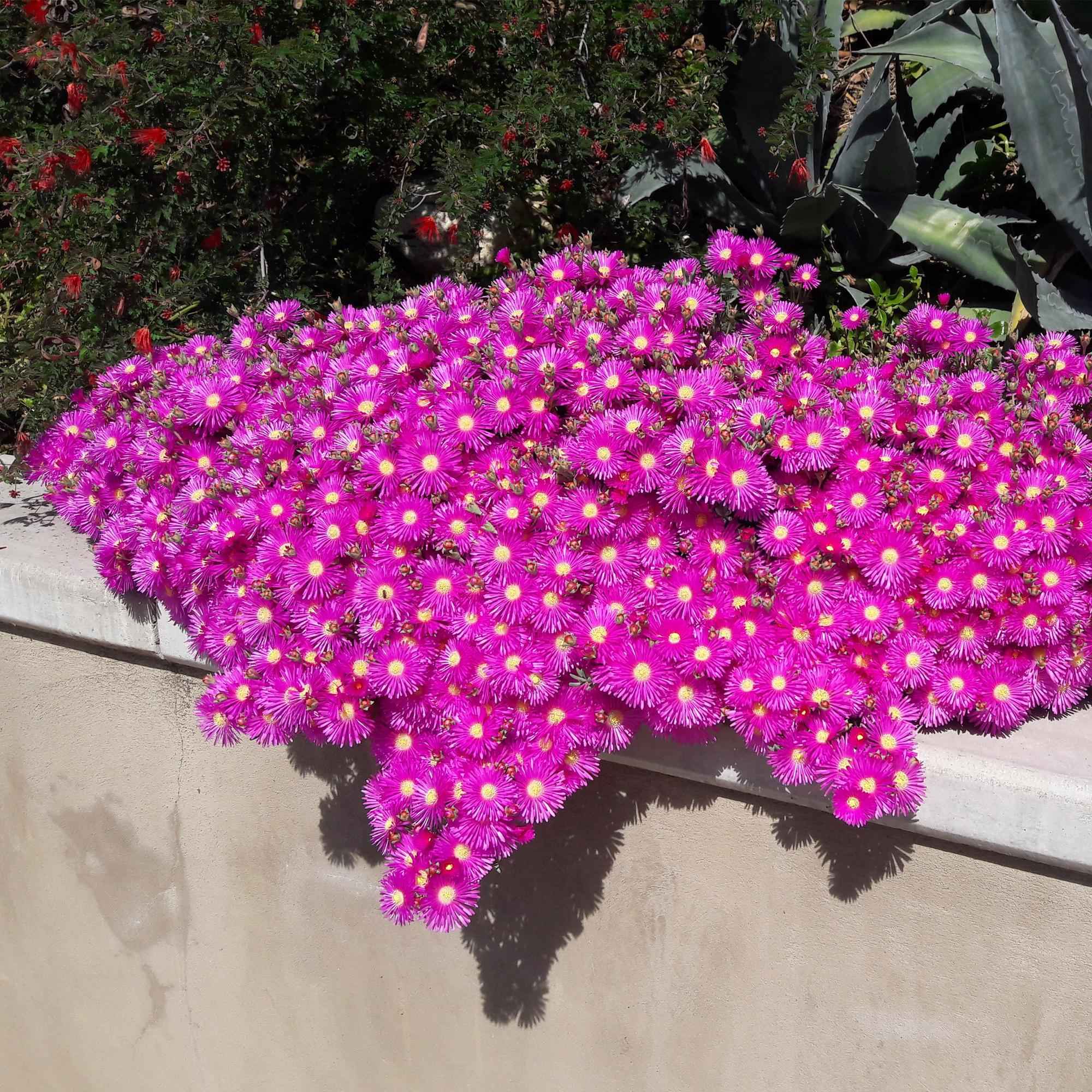 Image of Delosperma Mix – 4 winterharte Bodendeckerpflanzen – Farben Rot, Gelb, Lila & Rosa – Pflegeleichte Blühpflanzen 14cm – 17cm Höhe – Für Beet, Balkon & Terrasse-3