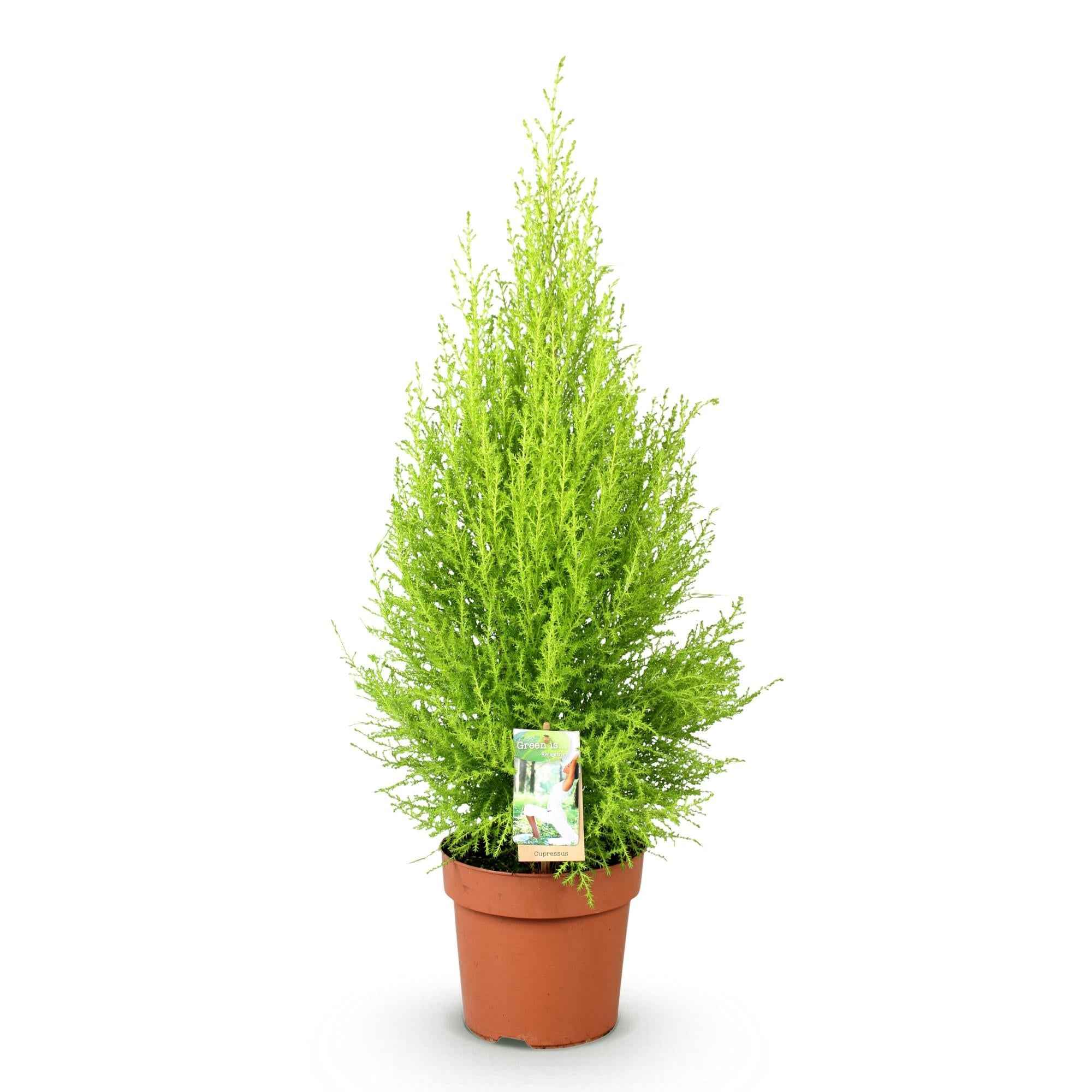 Image of Cupressus Gold Crest Wilma – Zimmerkonifere – 21cm – Höhe 85-95cm – Pflegeleichte goldgrüne Pflanze für Wohnzimmer, Büro und moderne Interieurs-0