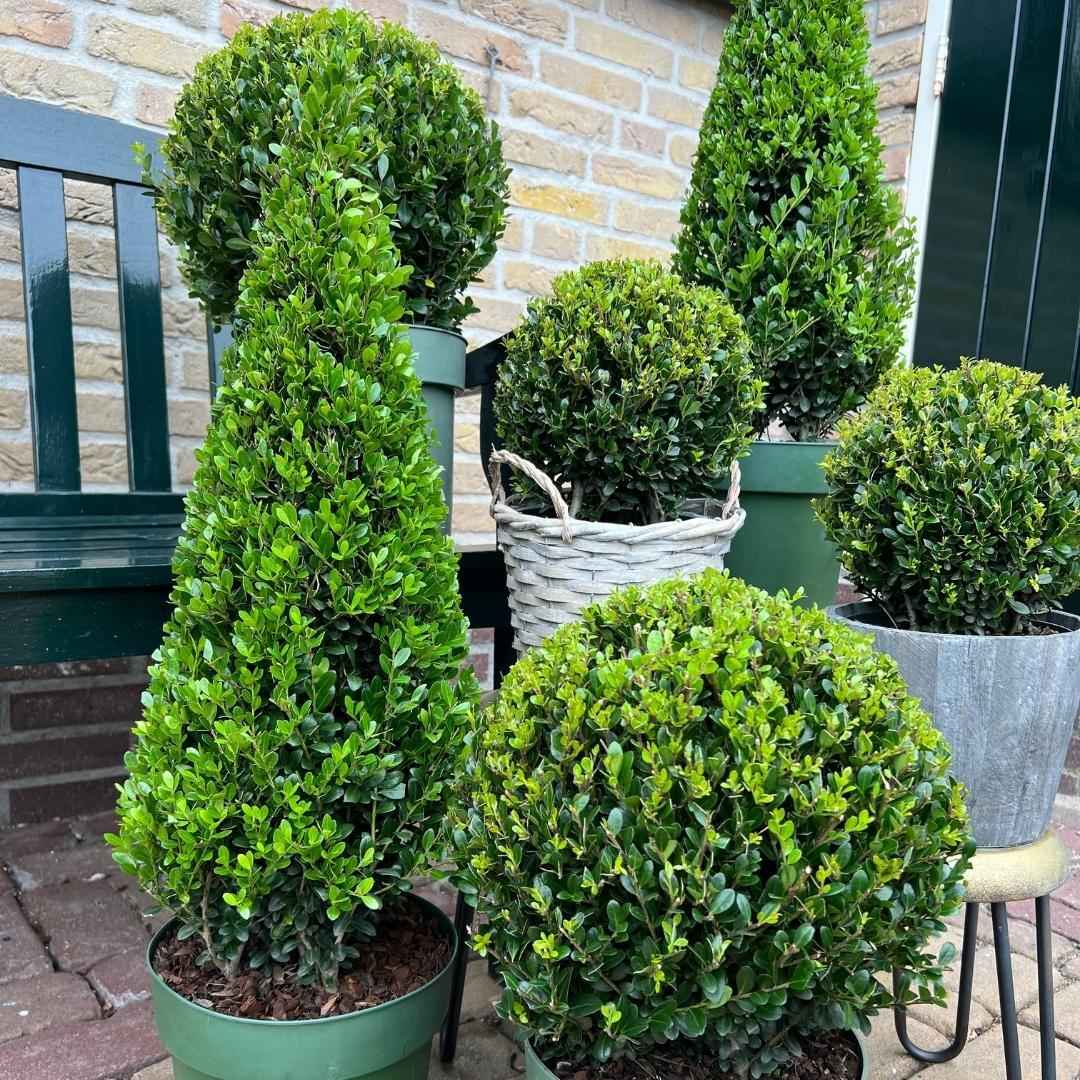 Image of Stechpalme Ilex crenata Pyramide – ↕55cm – Ø21cm – Immergrüner, winterharter Buchsbaum – Ersatz für Garten, Terrasse & Topf