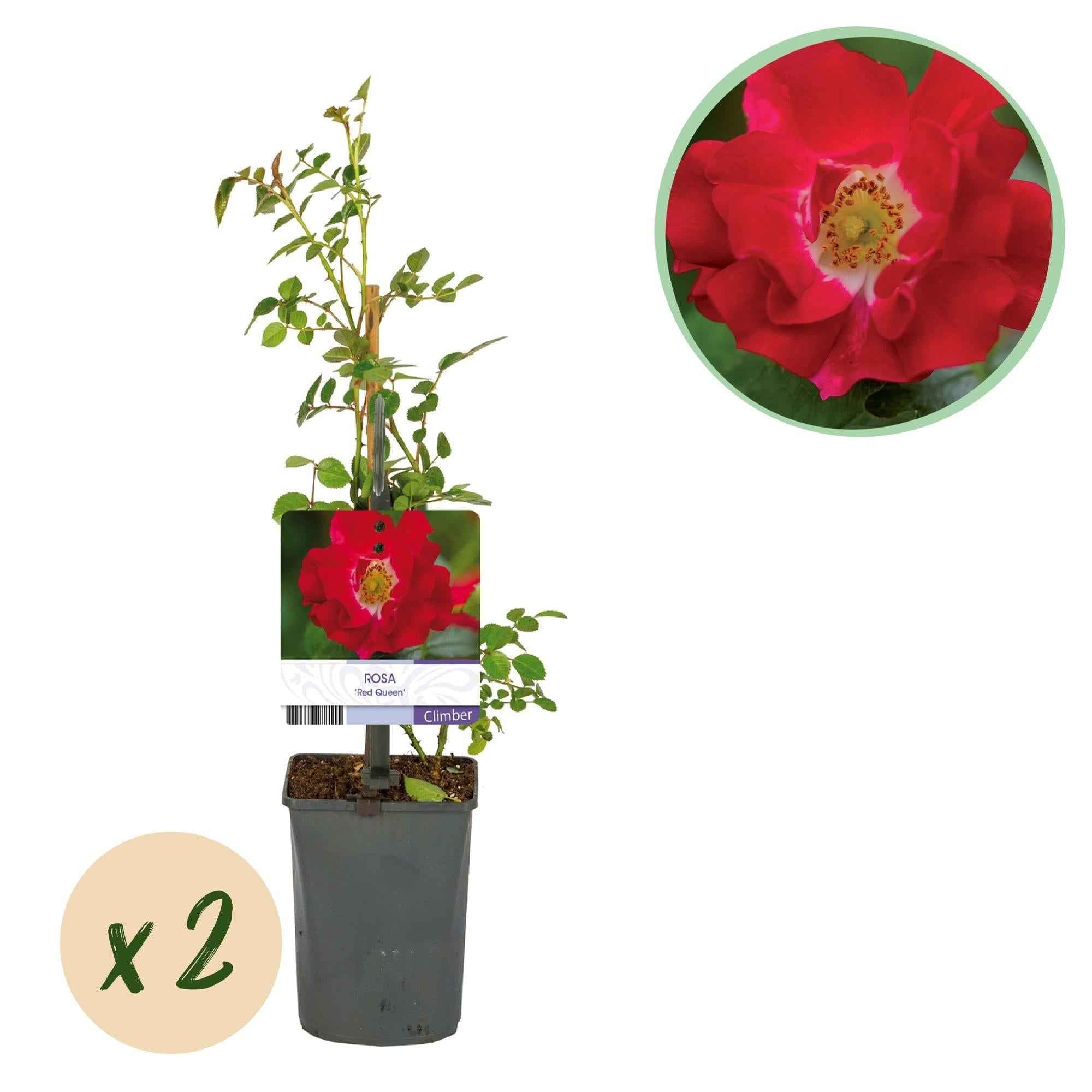 Image of Kletterrose – Rosa Red Queen – Rote Blüten – Stark duftend – 2 Pflanzen – 11cm – Höhe 40cm – Geringer Pflegeaufwand
