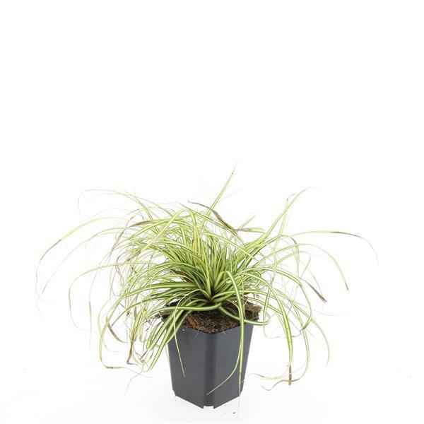 Image of Carex oshimensis 'Evergold' – 24 Pflanzen – ↕10-25cm – Ø9cm – Winterhartes Ziergras – Goldgrünes Laub – Pflegeleicht – Für Schattige Bereiche-3