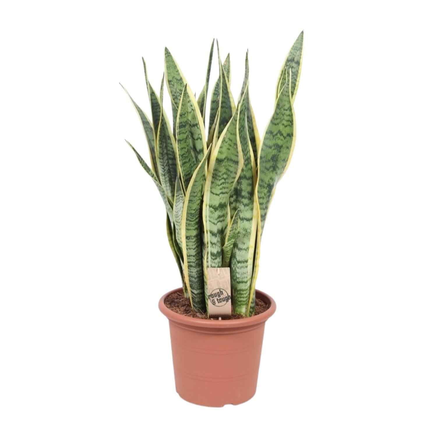 Image of Bogenhanf – Sansevieria Trifasciata Laurentii – Ø25cm x ↕85cm – Schwiegermutterzunge mit gelb gerandeten Blättern