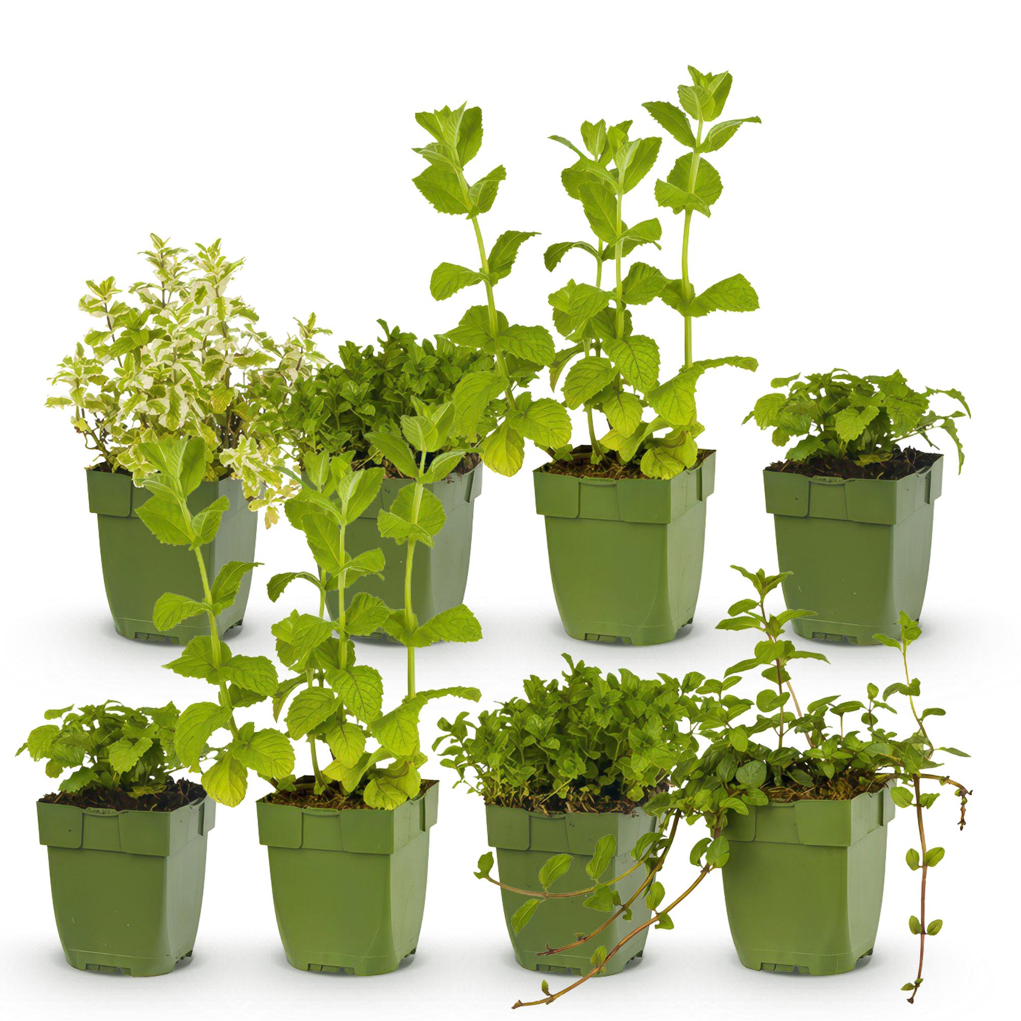 Image of Staudenset Teekräuter – 6 aromatische Kräuterstauden für ca. 1m² – Für frischen Kräutertee aus dem eigenen Garten – Pflegeleichtes Kräuterpaket-1