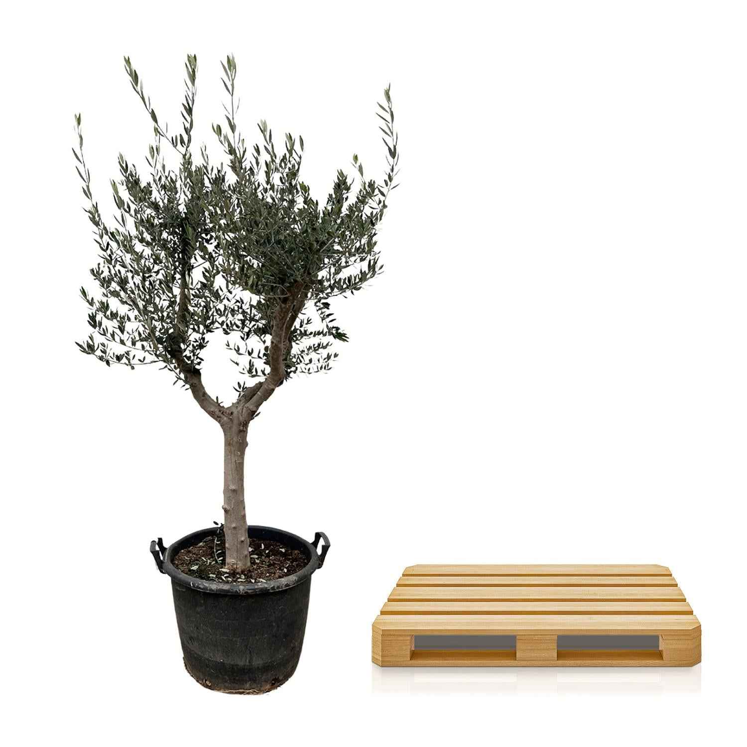 Image of Olivenbaum – Olea europaea ‘Cultivo’ – ca. 220cm hoch – Ø40cm – mediterraner Großbaum – für Garten, Terrasse & Wintergarten-2