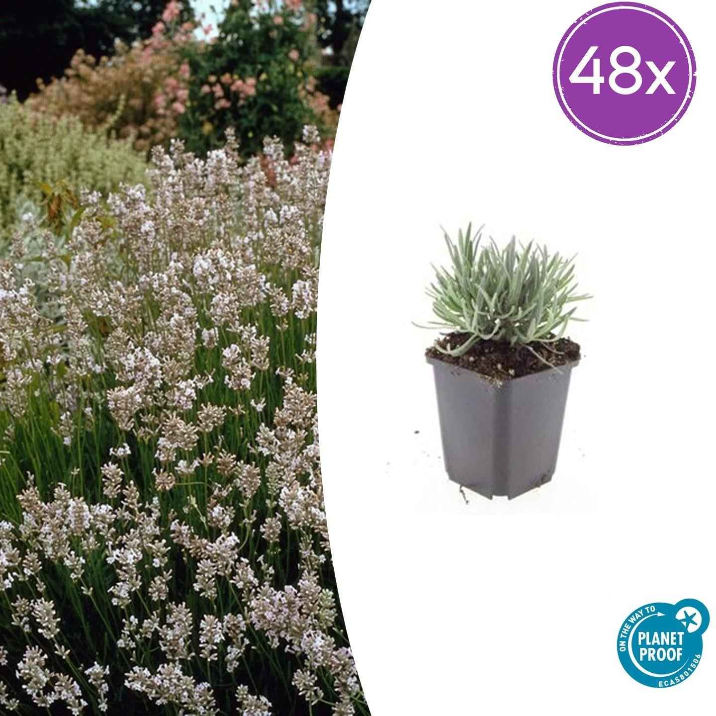 Image of Lavandula intermedia 'Edelweiss' – 48 Pflanzen – Winterharter Weißblühender Lavendel – Duftend & Bienenfreundlich-1