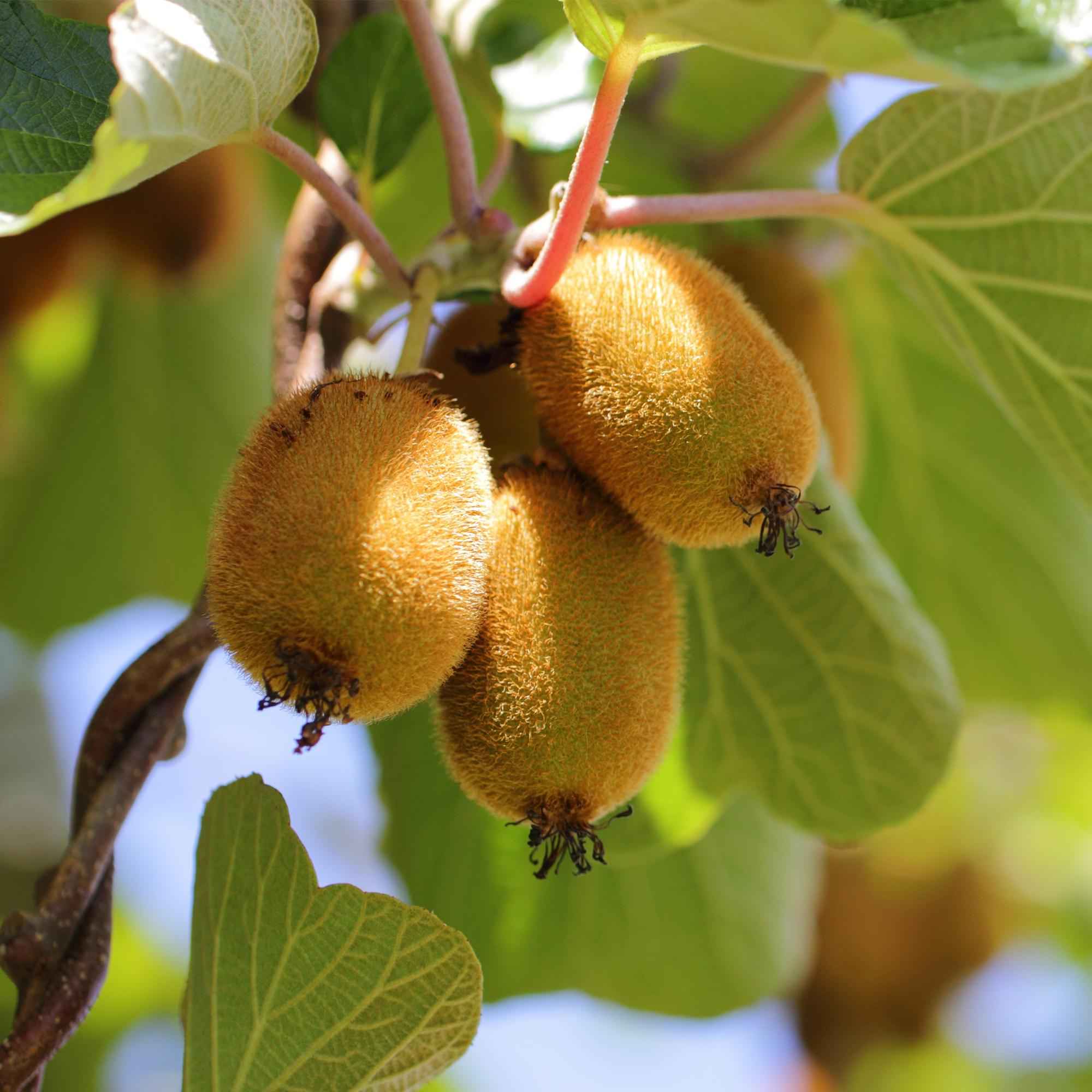 Image of Actinidia deliciosa Golden Kiwi – 2 Obstpflanzen – Süße gelbe Früchte – Ø15cm Höhe 50cm – Einfach zu pflegen & vitaminreich