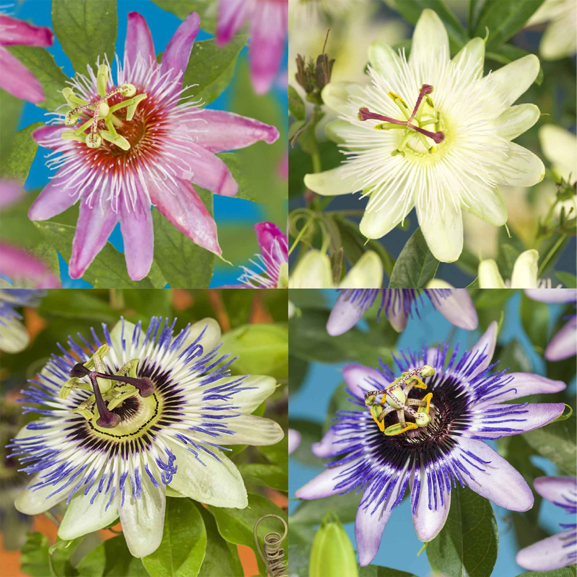 Image of Passionsblume Passiflora Rainbow – 4 Pflanzen 11cm – ca. 40cm hoch – Exotische Kletterpflanze mit rosa, weißen & lila Blüten-0