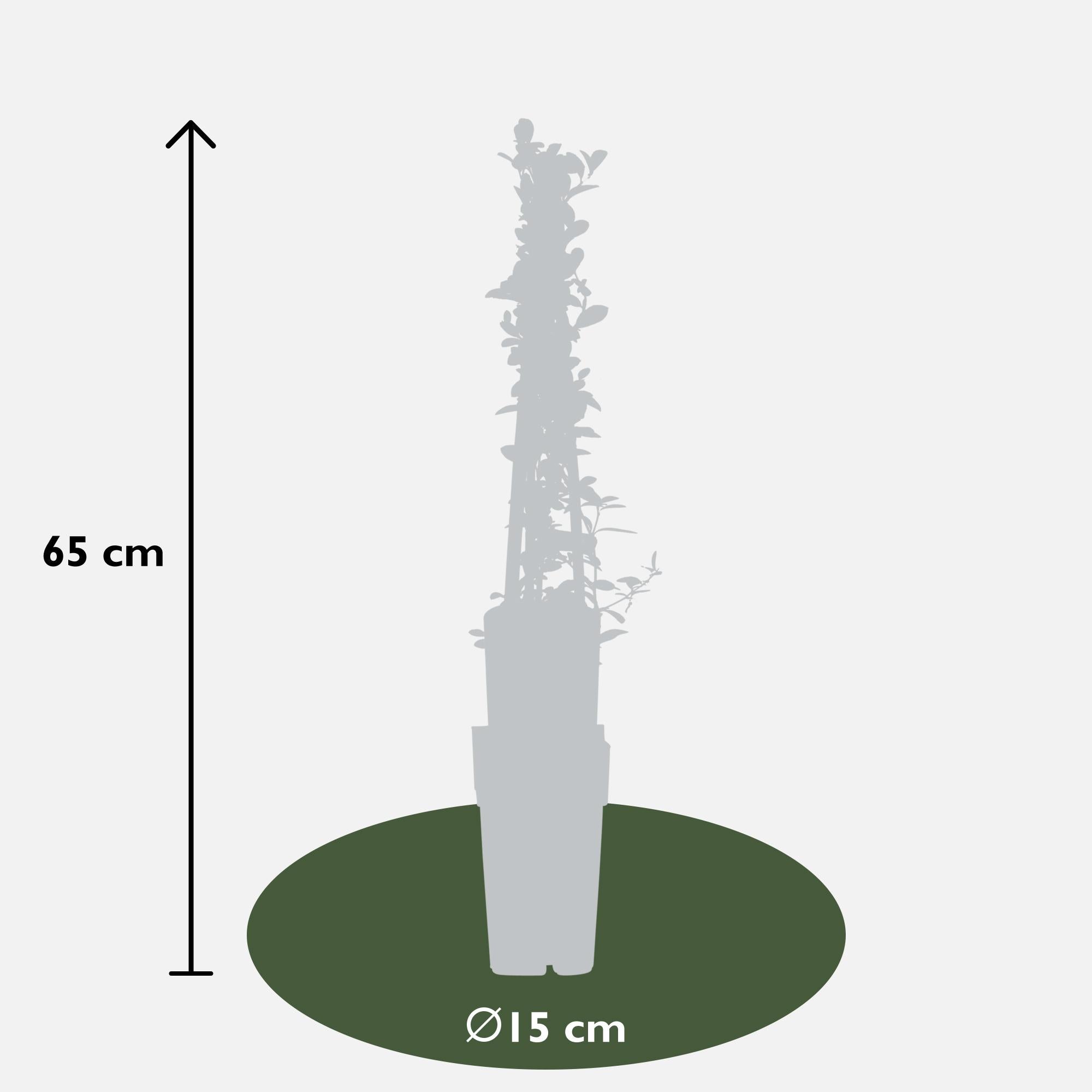 Image of Feuerdorn – Pyracantha 'Soleil d’Or' – Ø15cm ↕65cm – Immergrüner Strauch mit gelben Beeren – Winterhart & vogelfreundlich-2