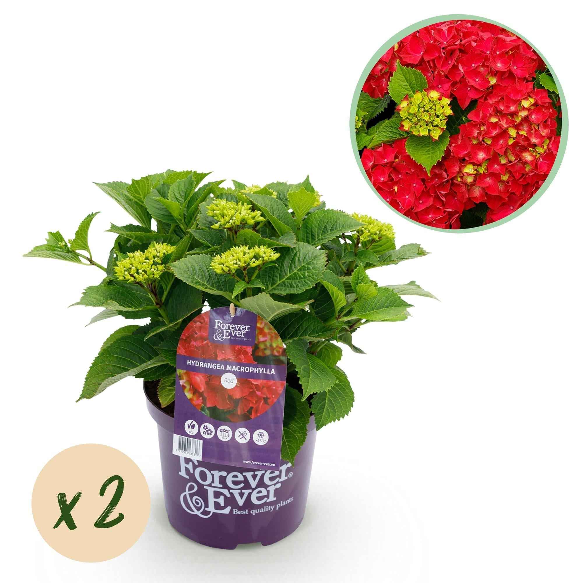 Image of Hortensie Forever & Ever – Rot – 2 Pflanzen – Hydrangea macrophylla – Je im 23cm Topf – Ca. 55cm hoch – 7-12 Blüten – Langanhaltende Blüte-0