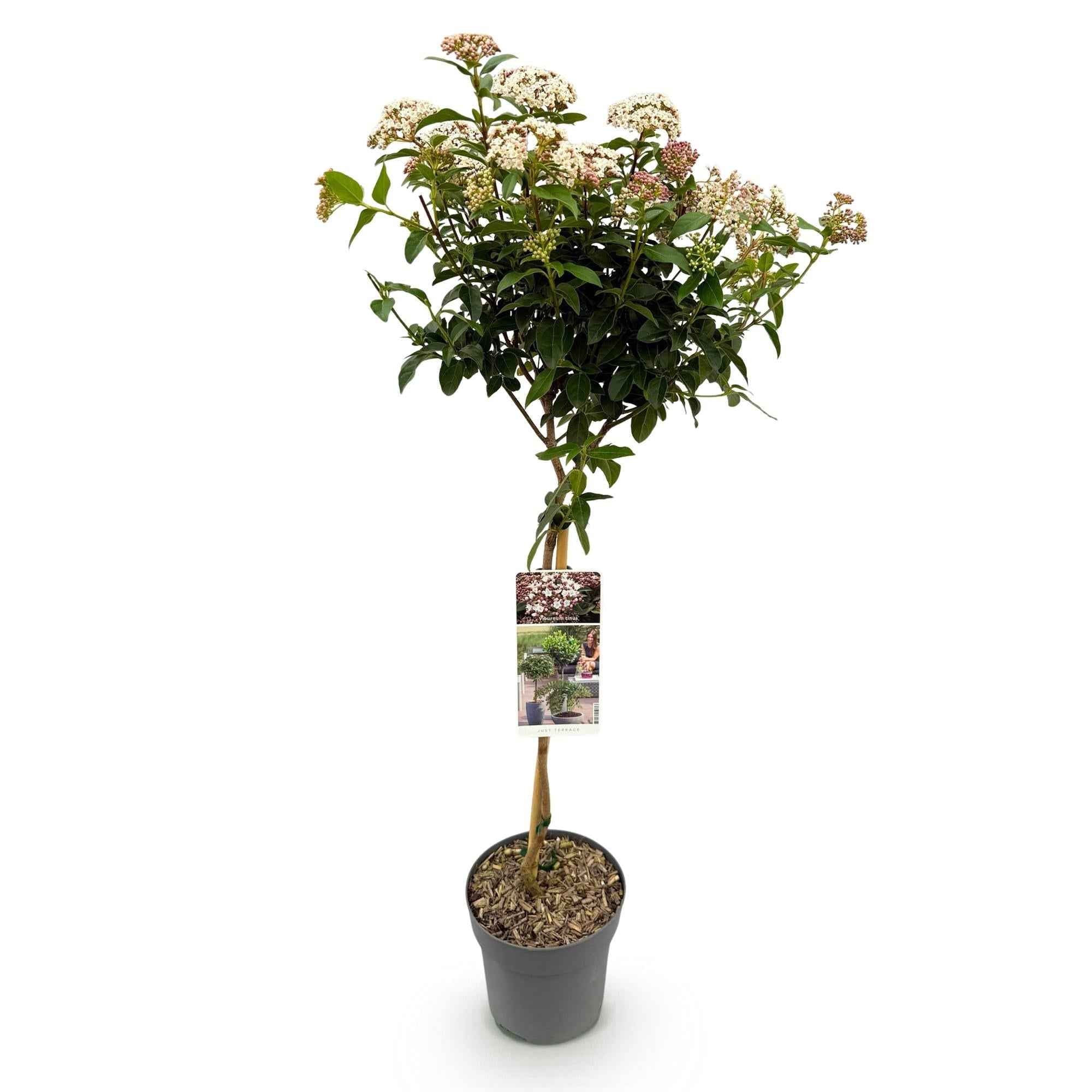 Image of Viburnum tinus – Immergrüner Schneeball – Stamm – Pflanze – Ø19cm – Höhe ca. 90cm – Winterblüher – pflegeleicht – Für Terrasse, Balkon & Garten-1