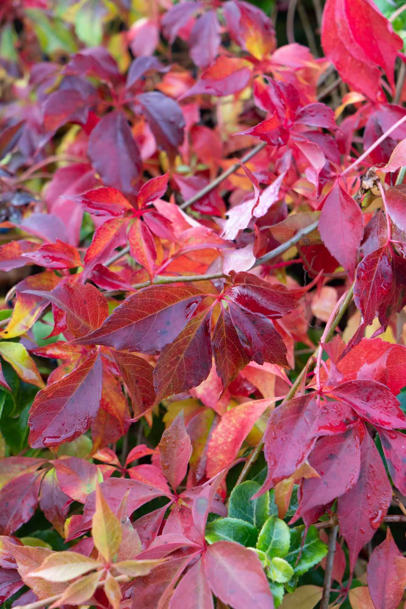 Image of Jungfernrebe – Parthenocissus henryana – Ø15cm – ↕65cm – Farbintensive Kletterpflanze mit roter Herbstfärbung