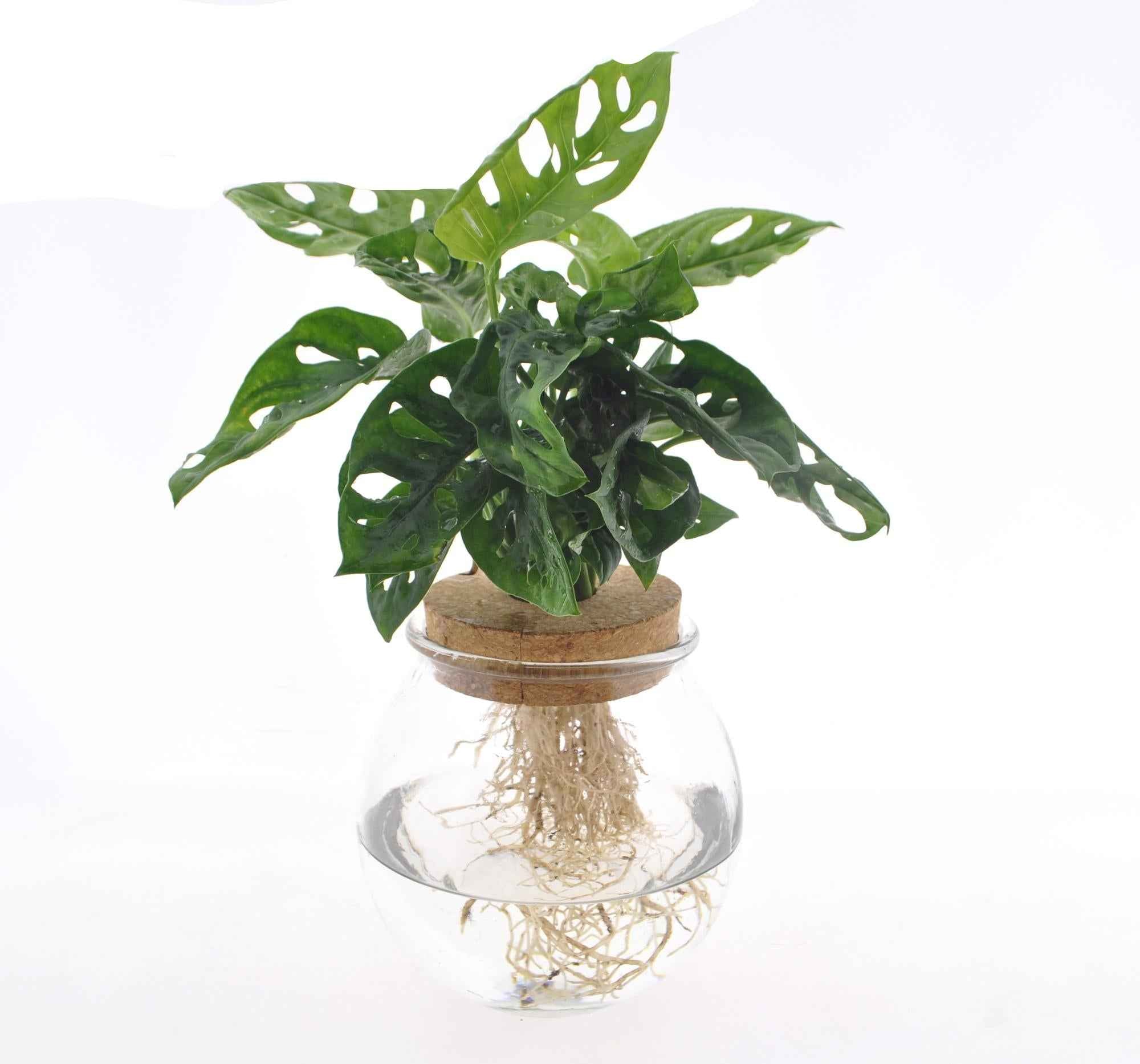 Image of Fensterblatt Monstera adansonii im Bolglas – Zimmerpflanze – Ø12cm – 25cm hoch – Hydrokultur im dekorativen Glas – Pflegeleicht & modern