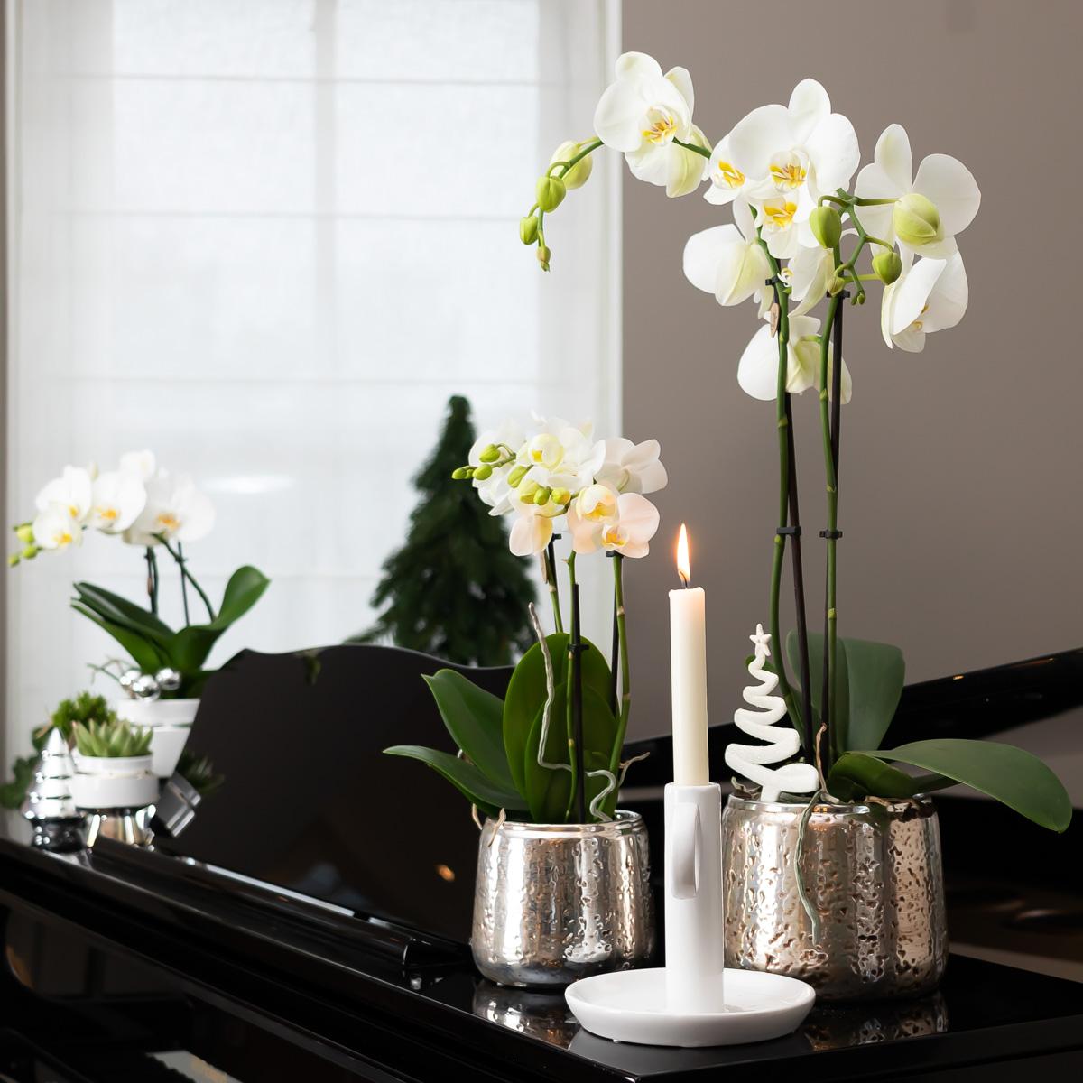 Image of Weiße Phalaenopsis Orchidee Amabilis – 2-3 Zweige – Luxus – Ziertopf Silber Ø9cm – Höhe 40cm – Blühende Zimmerpflanze – Frisch vom Züchter-2
