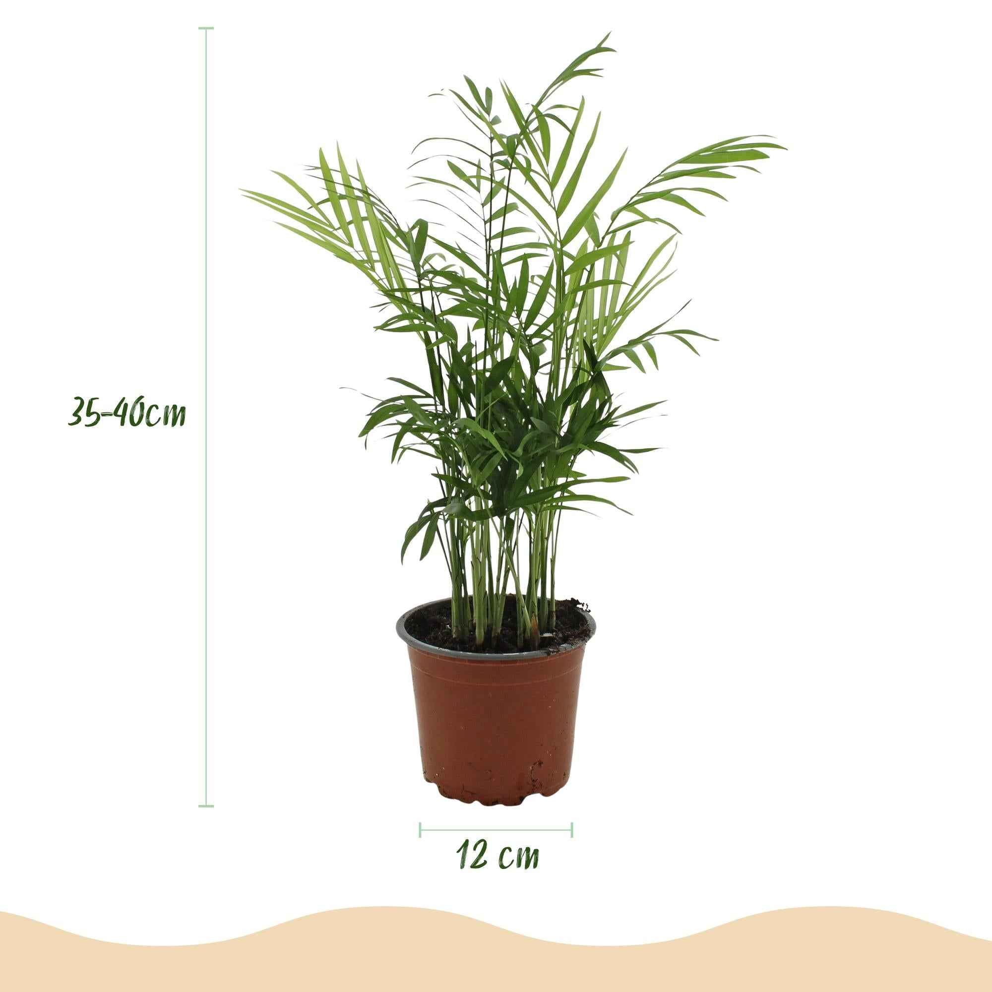 Image of Chamaedorea elegans Goldpalme – Haustierfreundliche Zimmerpflanze 12cm – Höhe ca.15cm – Pflegeleichte Grünpflanze für Wohnzimmer Büro & Schlafzimmer-3