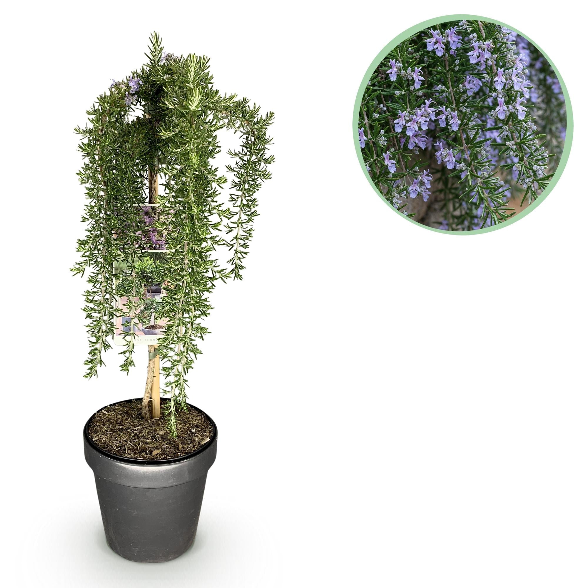 Image of Rosmarin Rosmarinus officinalis Prostratus – 19cm Höhe ca.90cm – Immergrün & winterhart – Lila Blüte – Duftender Kräuterrosmarin-0