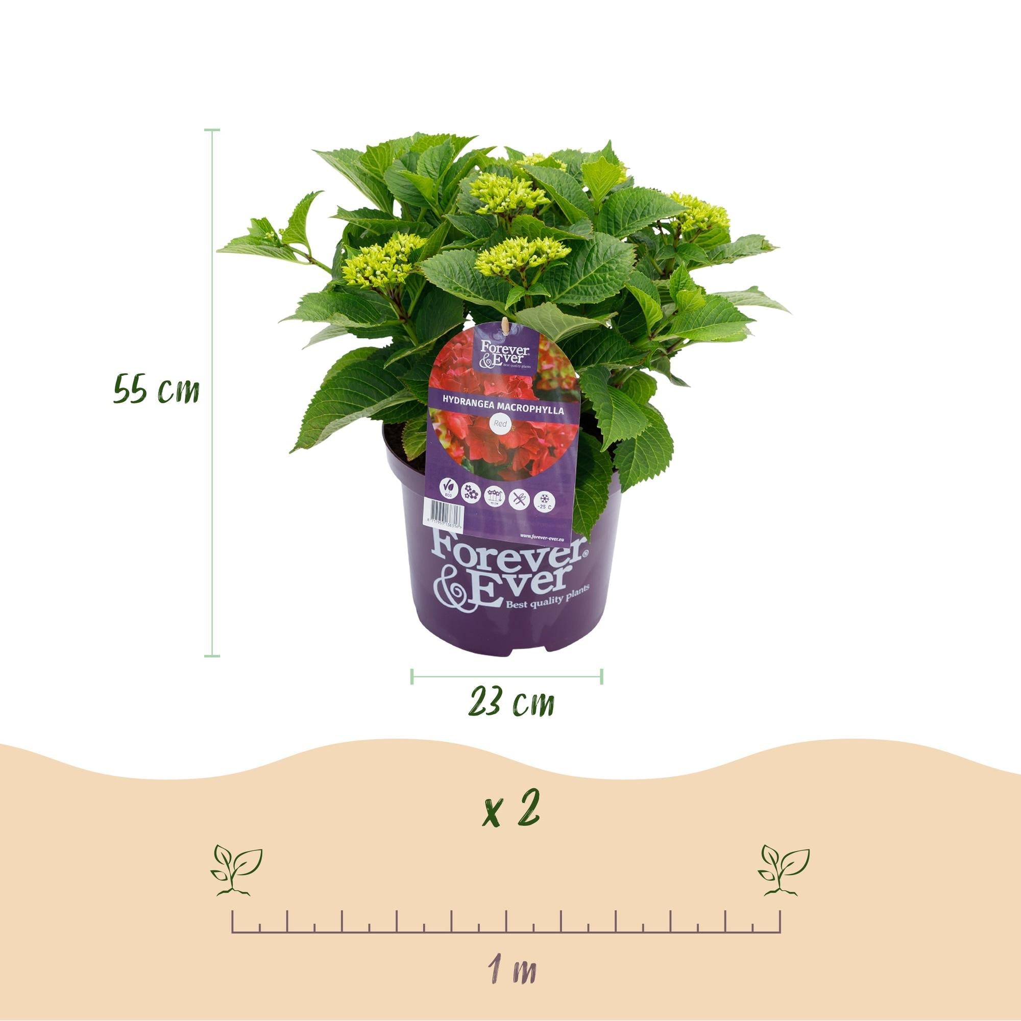 Image of Hortensie Forever & Ever – Hydrangea macrophylla – Rot – Balkonpflanze – 7-12 Blüten – 23cm 55cm hoch – Für Terrasse, Balkon & Beet – Pflegeleicht-2