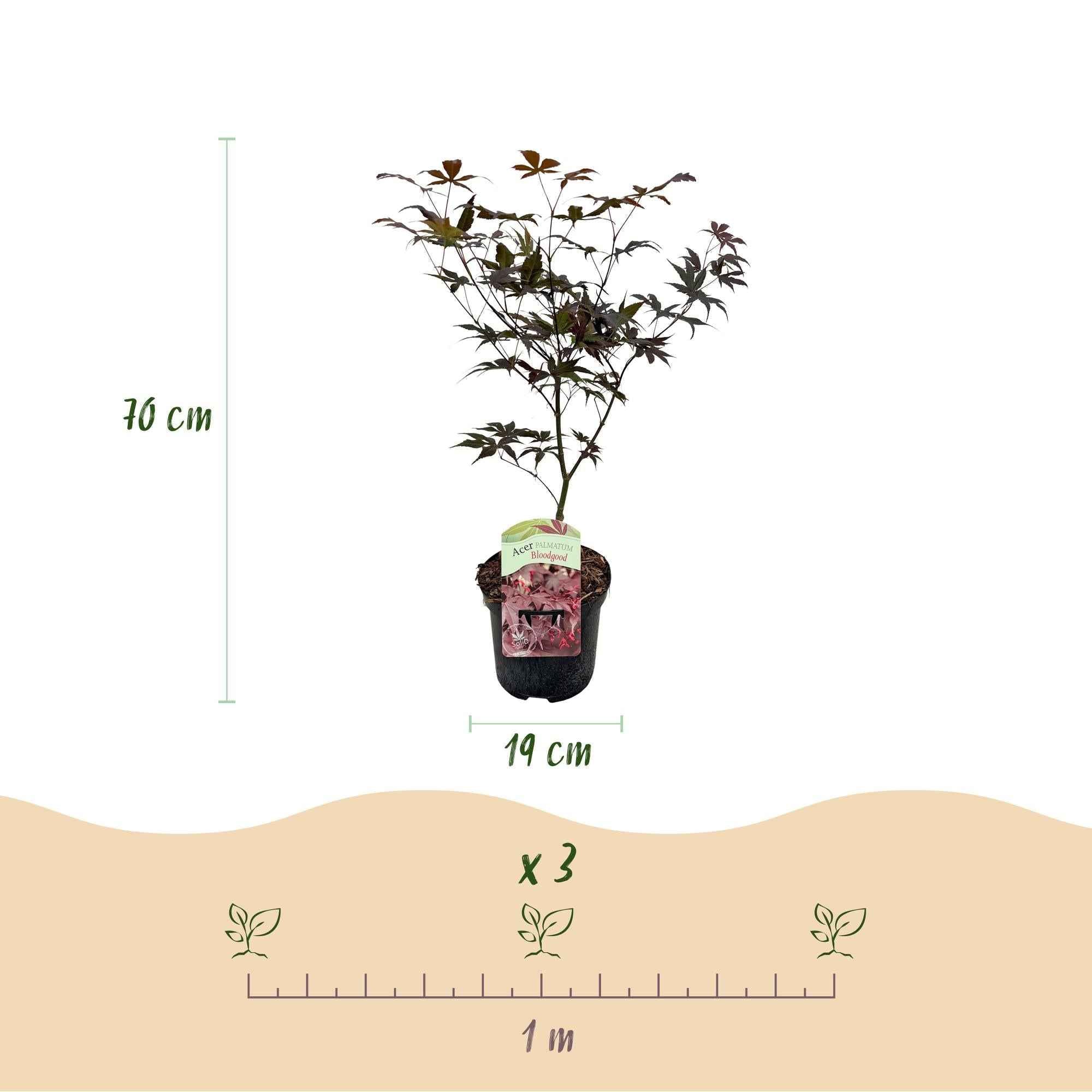 Image of Japanischer Ahorn Acer palmatum Bloodgood – Rot – 2 Pflanzen – Laubabwerfender Zierbaum – 19cm – Ca. 70cm hoch – Für Balkon, Terrasse & Beet-2