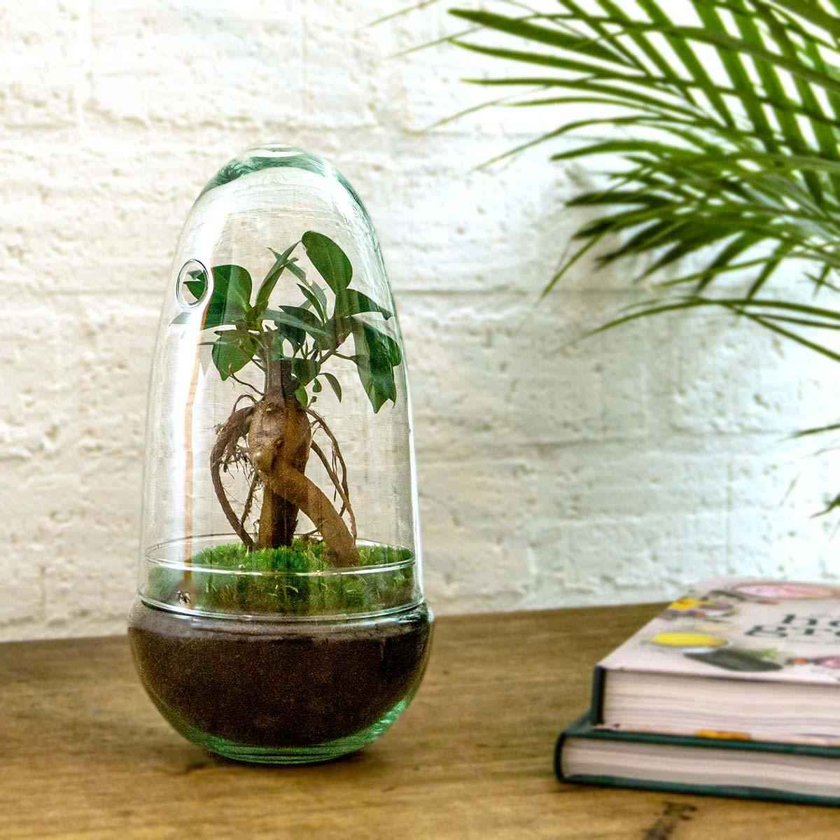 Image of Flaschengarten Egg Bonsai – DIY Terrarium mit Ficus Ginseng – Mini – Biotop – Ø12cm x H25cm – Do – it – yourself-1