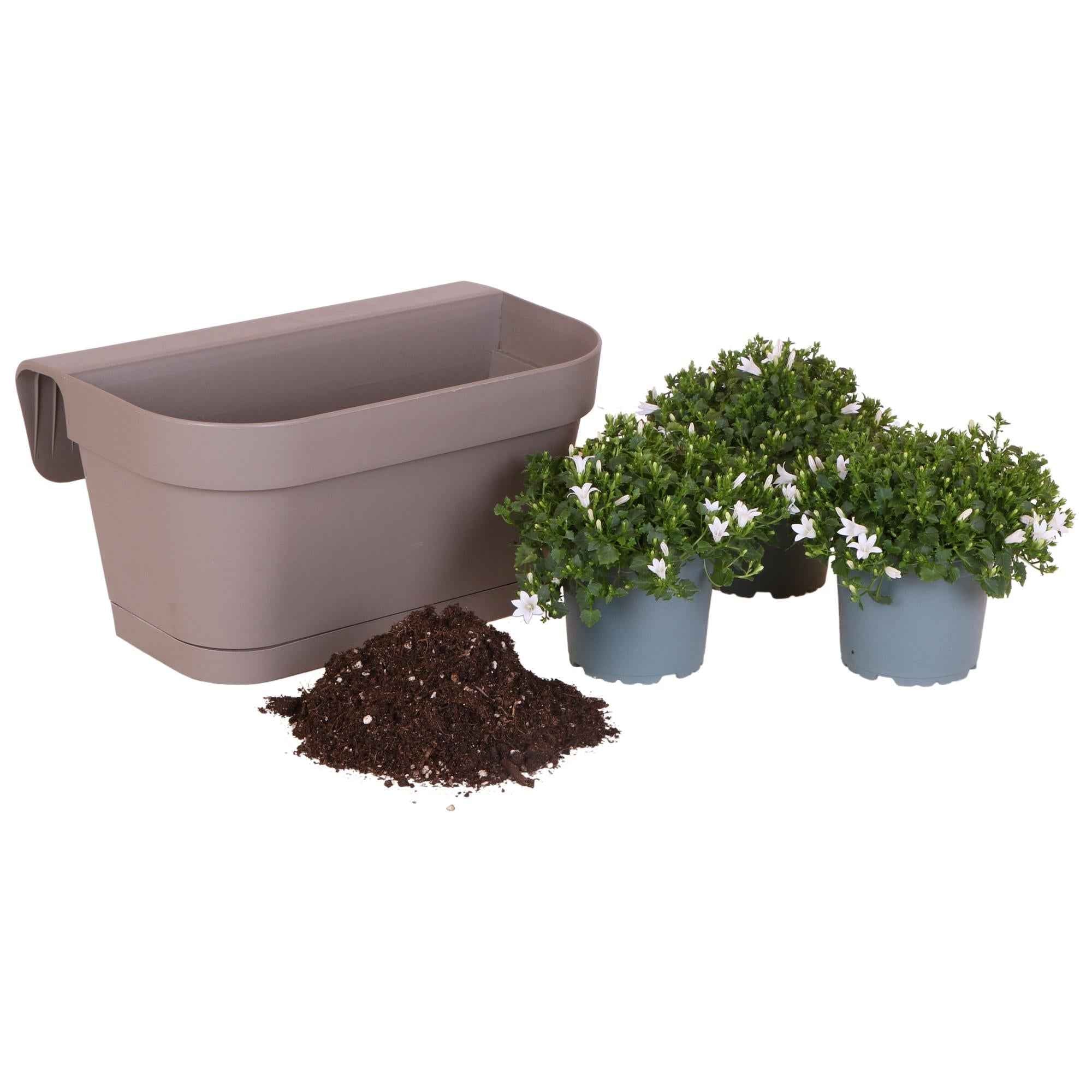 Image of Campanula Addenda Ambella weiß 3er Set mit Balkonpflanzer taupe 36cm – Glockenblume weiß 12cm – inkl Aufhängesystem & Wasserreservoir
