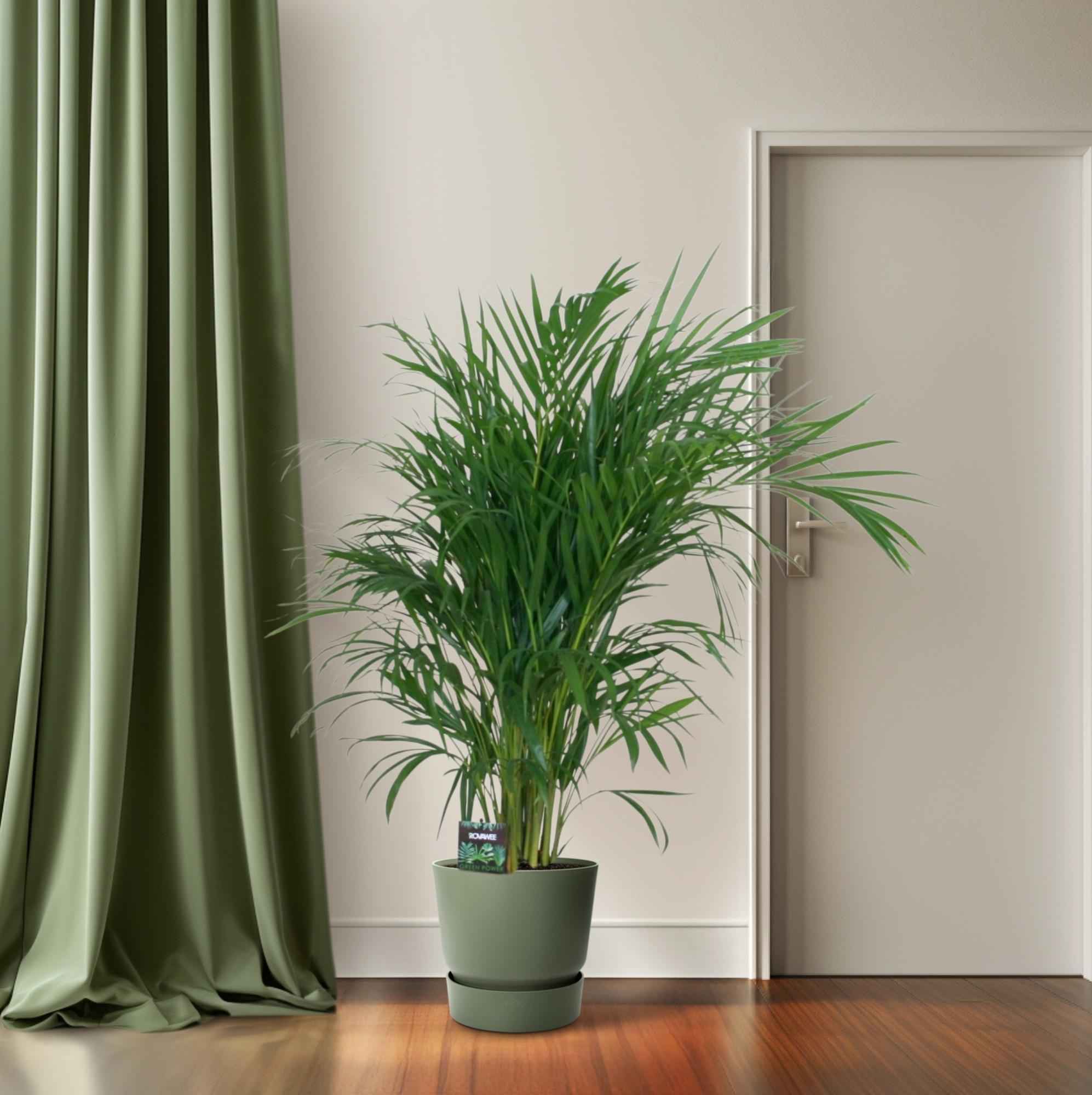 Image of Goldfruchtpalme – Dypsis lutescens – Zimmerpflanze – Luftreinigende Bambuspalme – ca. 100–120 cm hoch – Ø19 cm Topf – Tropisches Raumgrün für Wohnung & Büro-2