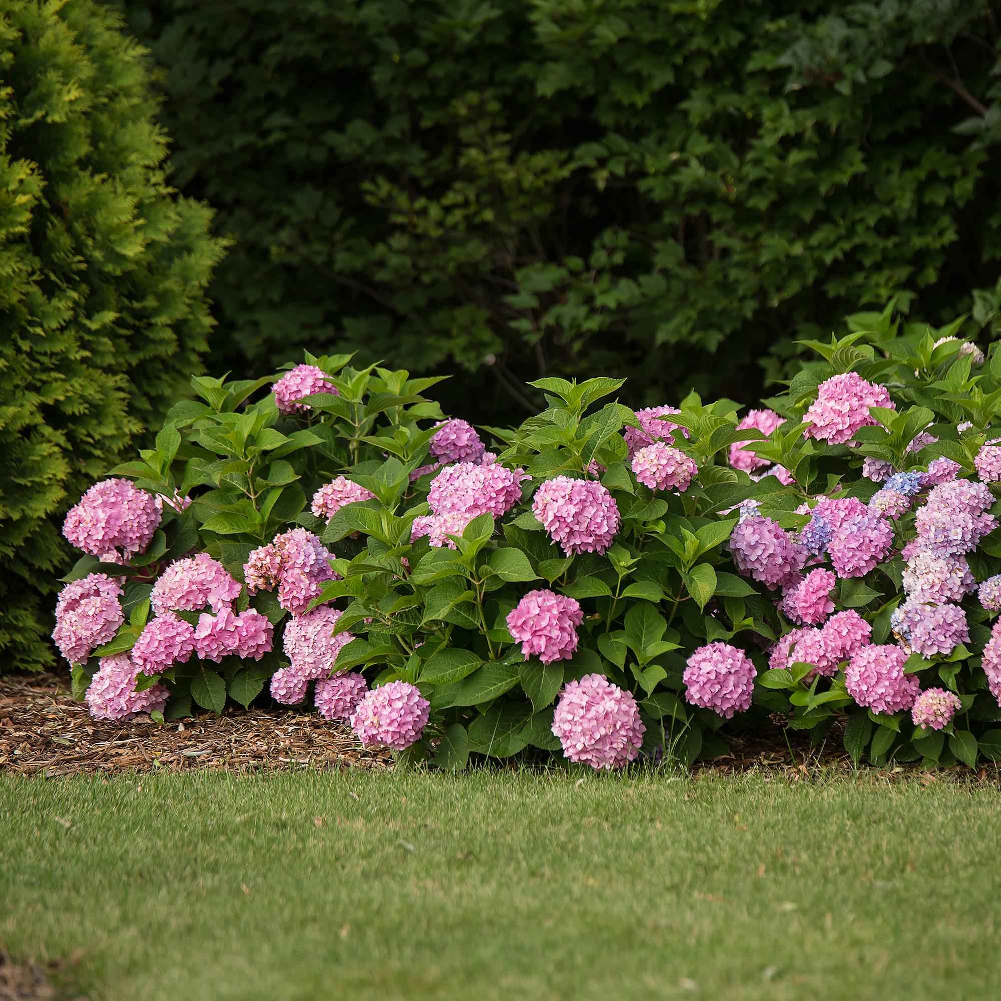Image of Hortensie Hydrangea macrophylla The Original Pink winterhart rosa 20-25cm 14cm für Garten Balkon Terrasse Beet blühender Zierstrauch pflegeleicht-1
