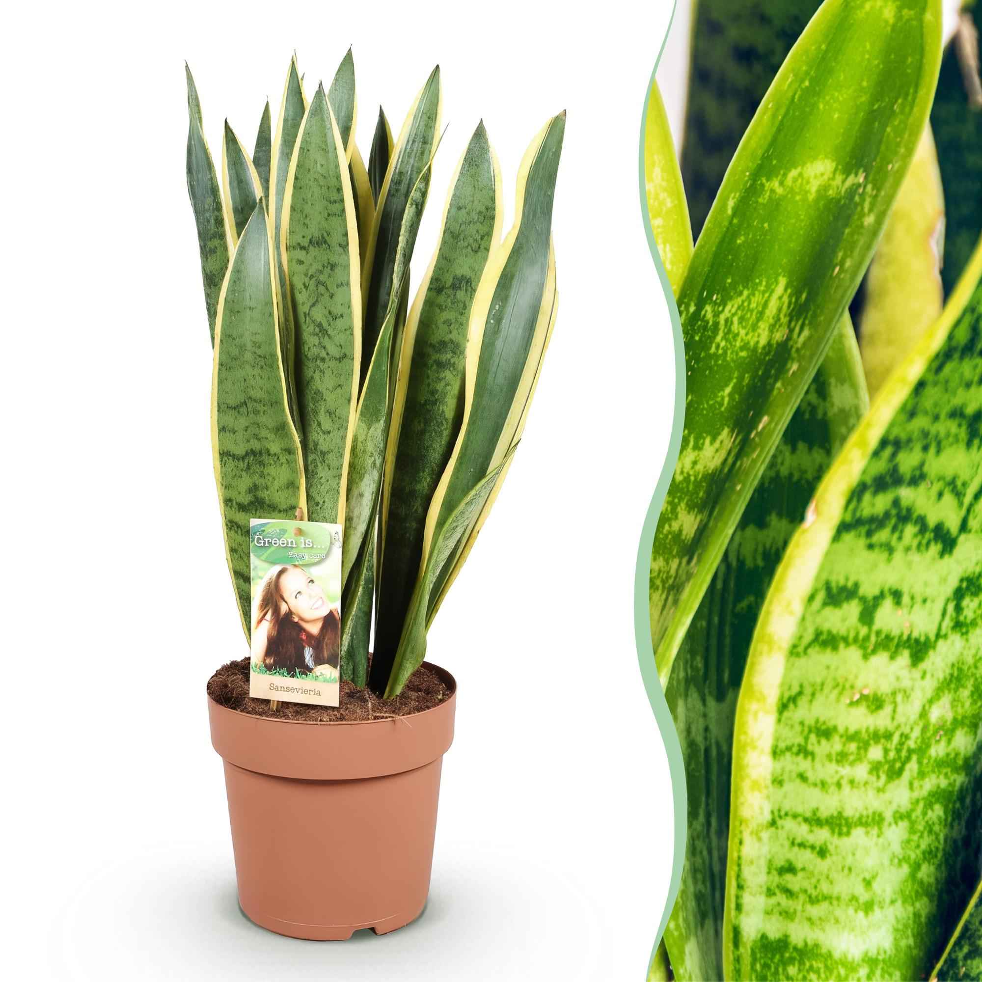 Image of Sansevieria Laurentii Schwiegermutterzunge Zimmerpflanze grün gelb 70-80cm 21cm pflegeleicht dekorative Grünpflanze für Wohnzimmer Büro Schlafzimmer-0