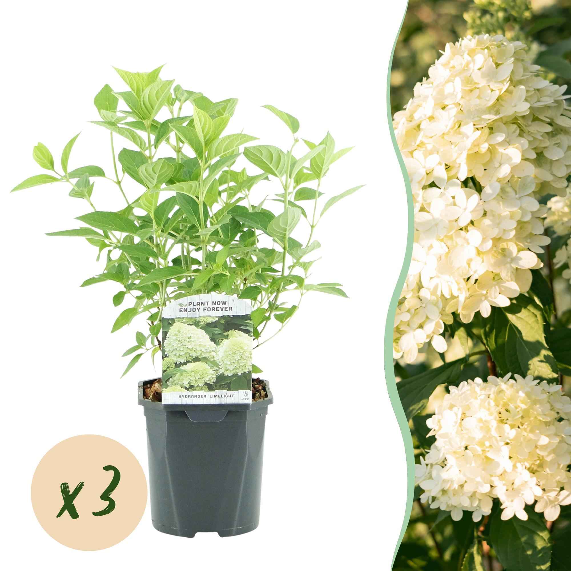 Image of Rispenhortensie – Hydrangea panniculata Limelight – Blüte Limonengrün – Cremeweiß – 3 Pflanzen für 1m² – Laubabwerfend – Große Blüten – 17cm-2