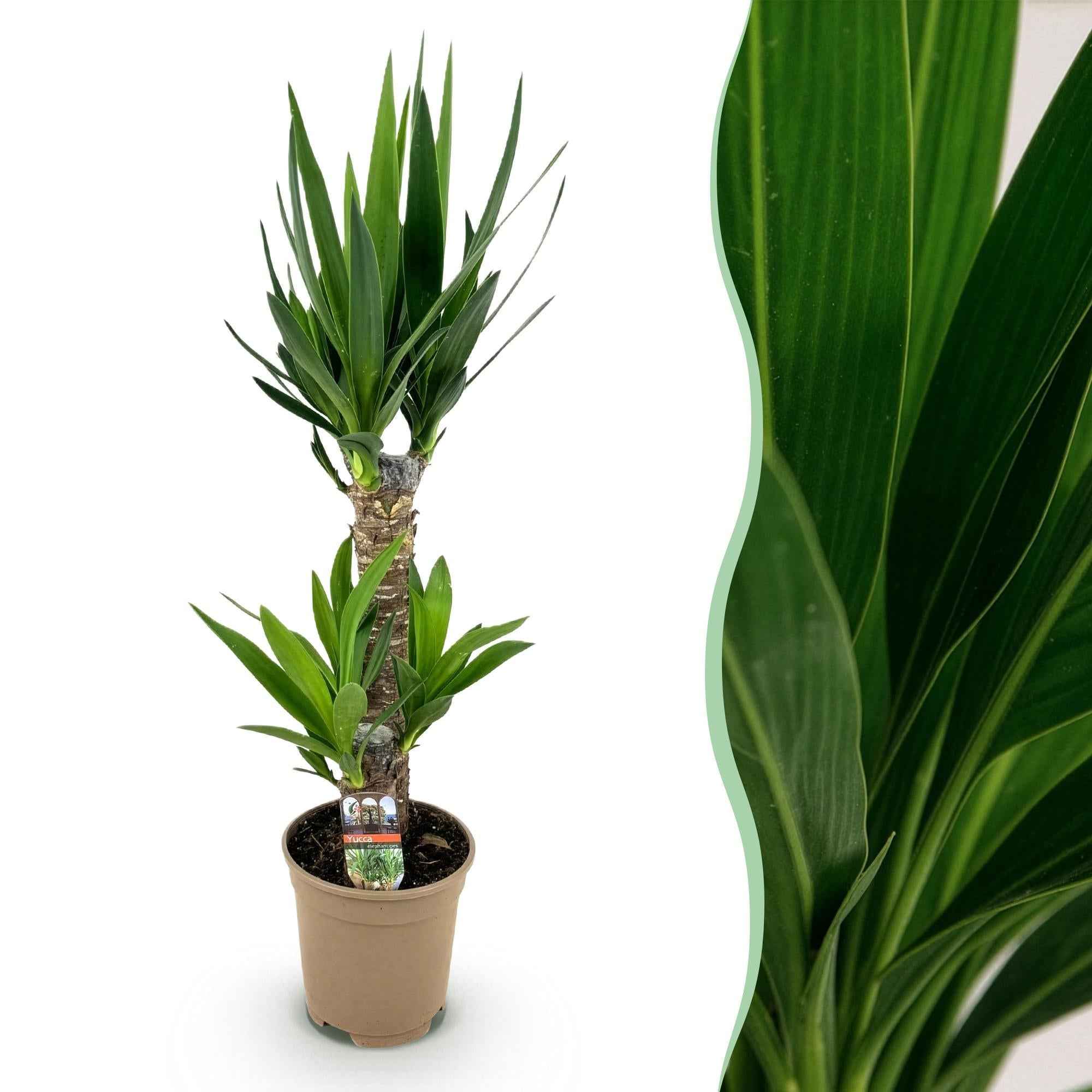 Image of Palmlilie Yucca Elephantipes – 75cm – 17cm – Pflegeleichte Palmlilie mit schmalen, grünen Blättern-1